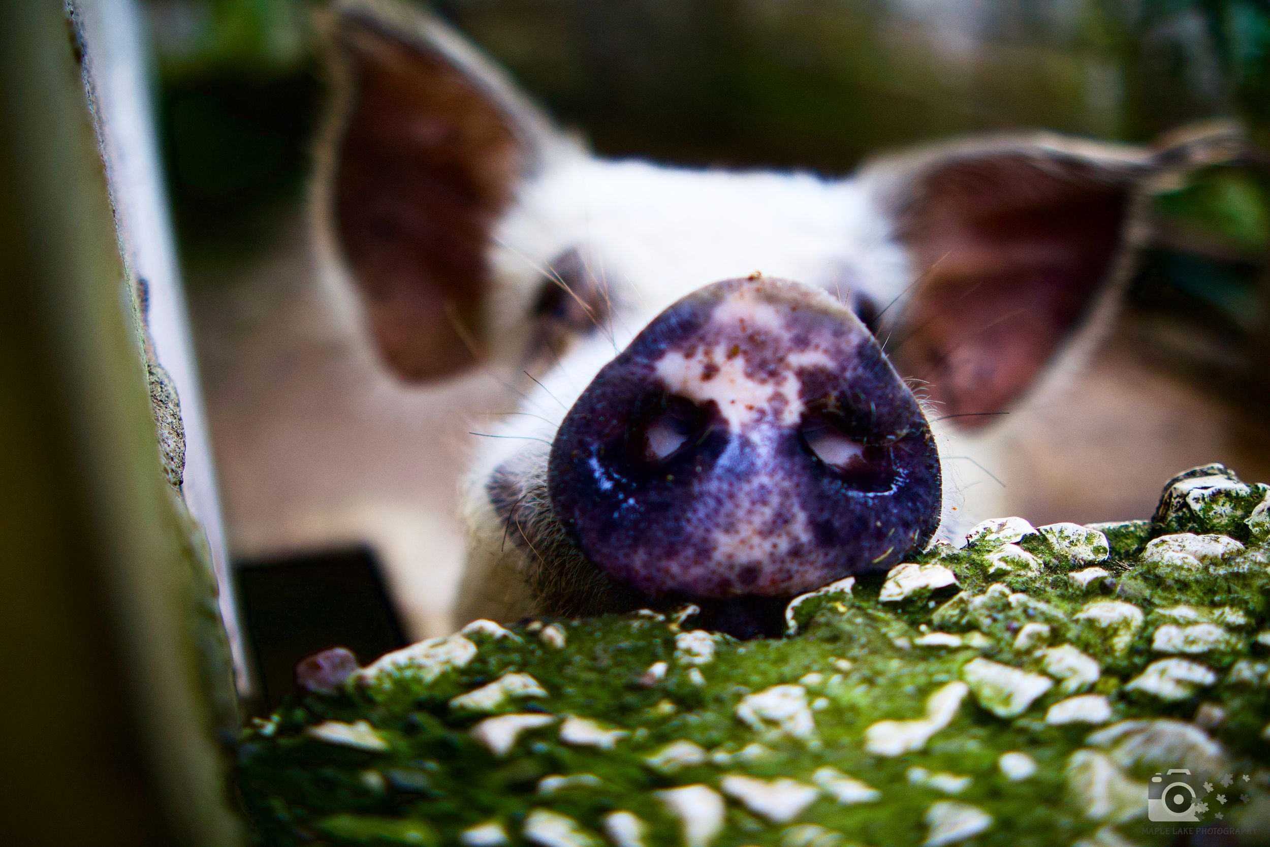 Extreme close-up of a pig's wet snout and nostrils through green leaves.