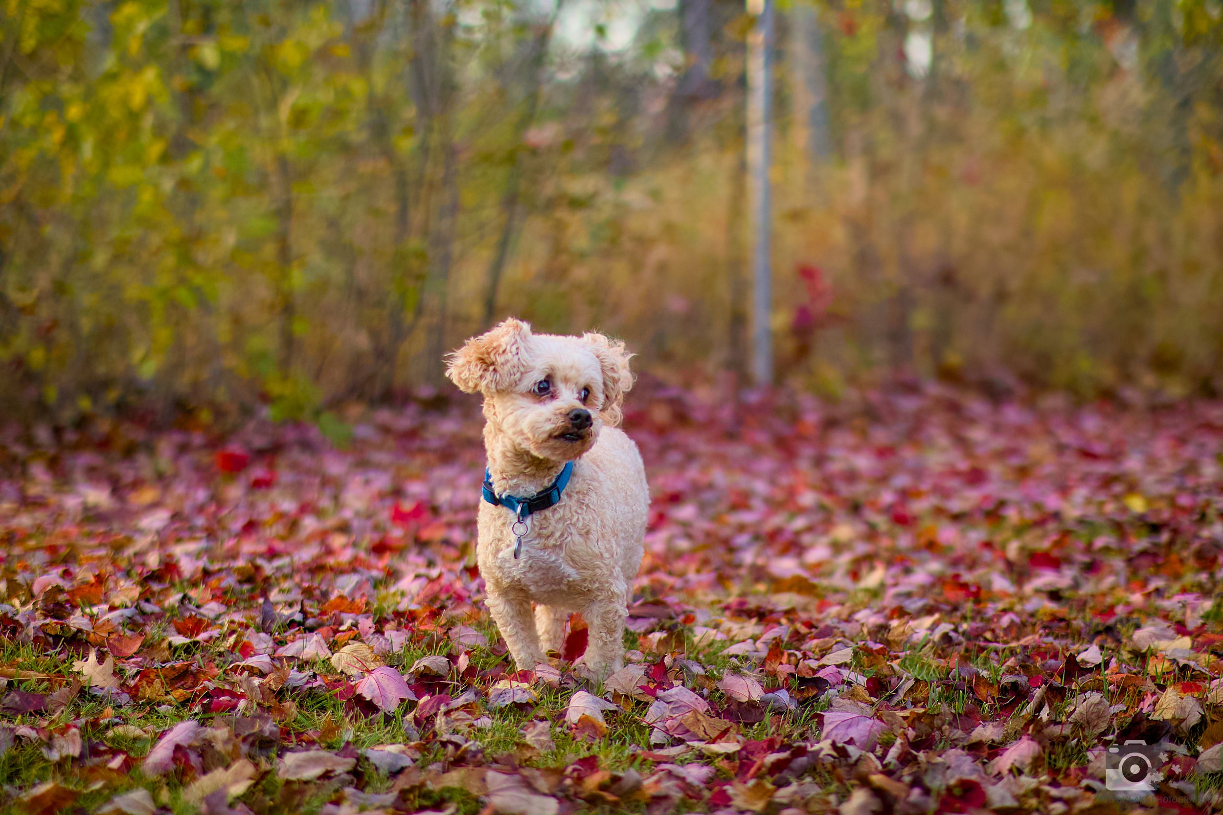 Tan poodle mix running through red fallen leaves in autumn forest.