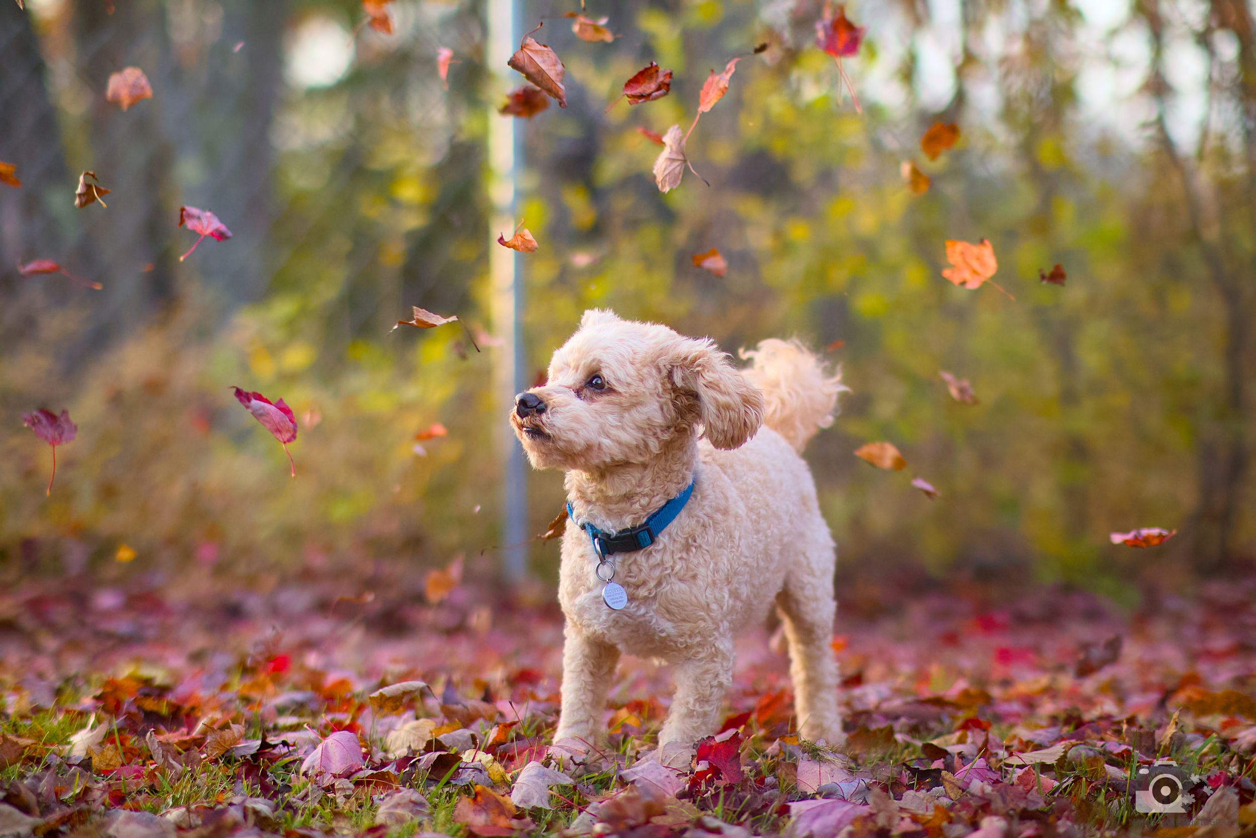 Small fluffy dog wearing blue collar plays in falling autumn leaves on a sunny day.