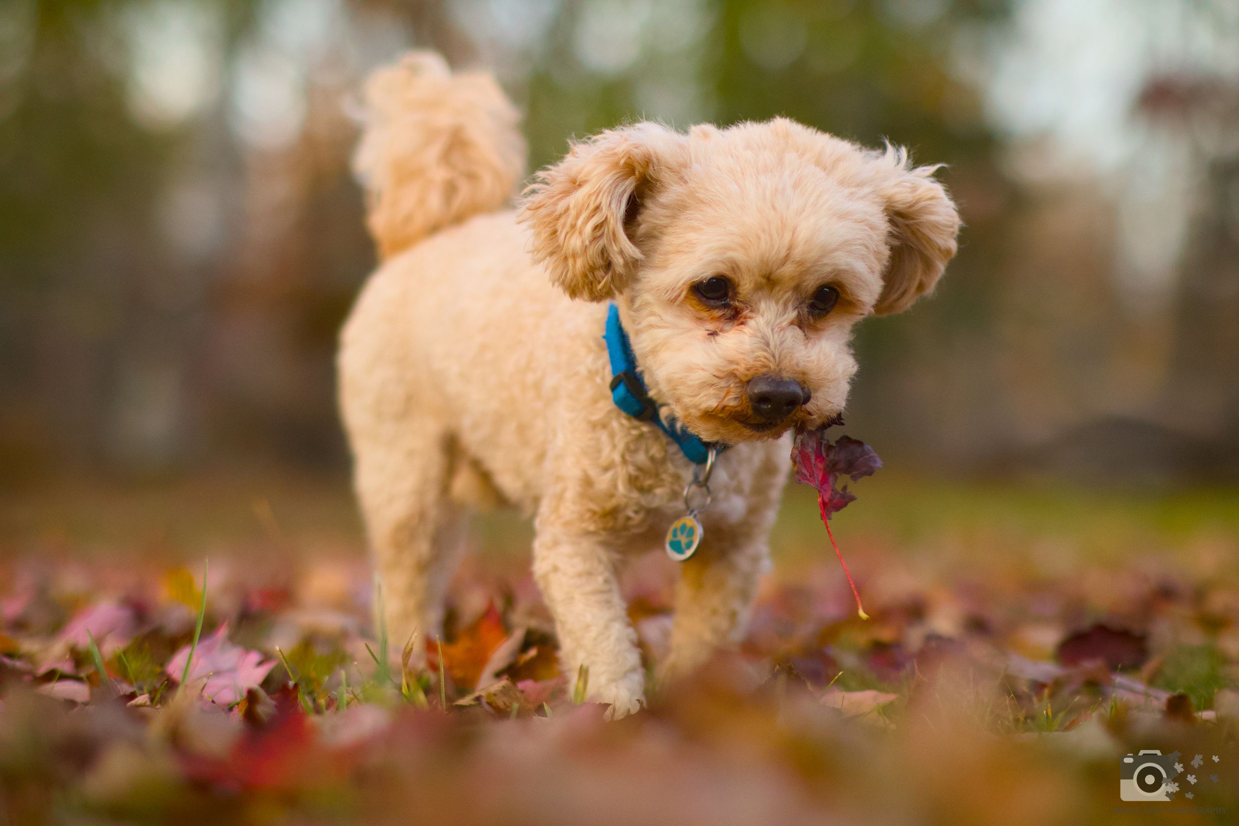Cream-colored terrier mix walking through scattered fall foliage wearing blue collar.
