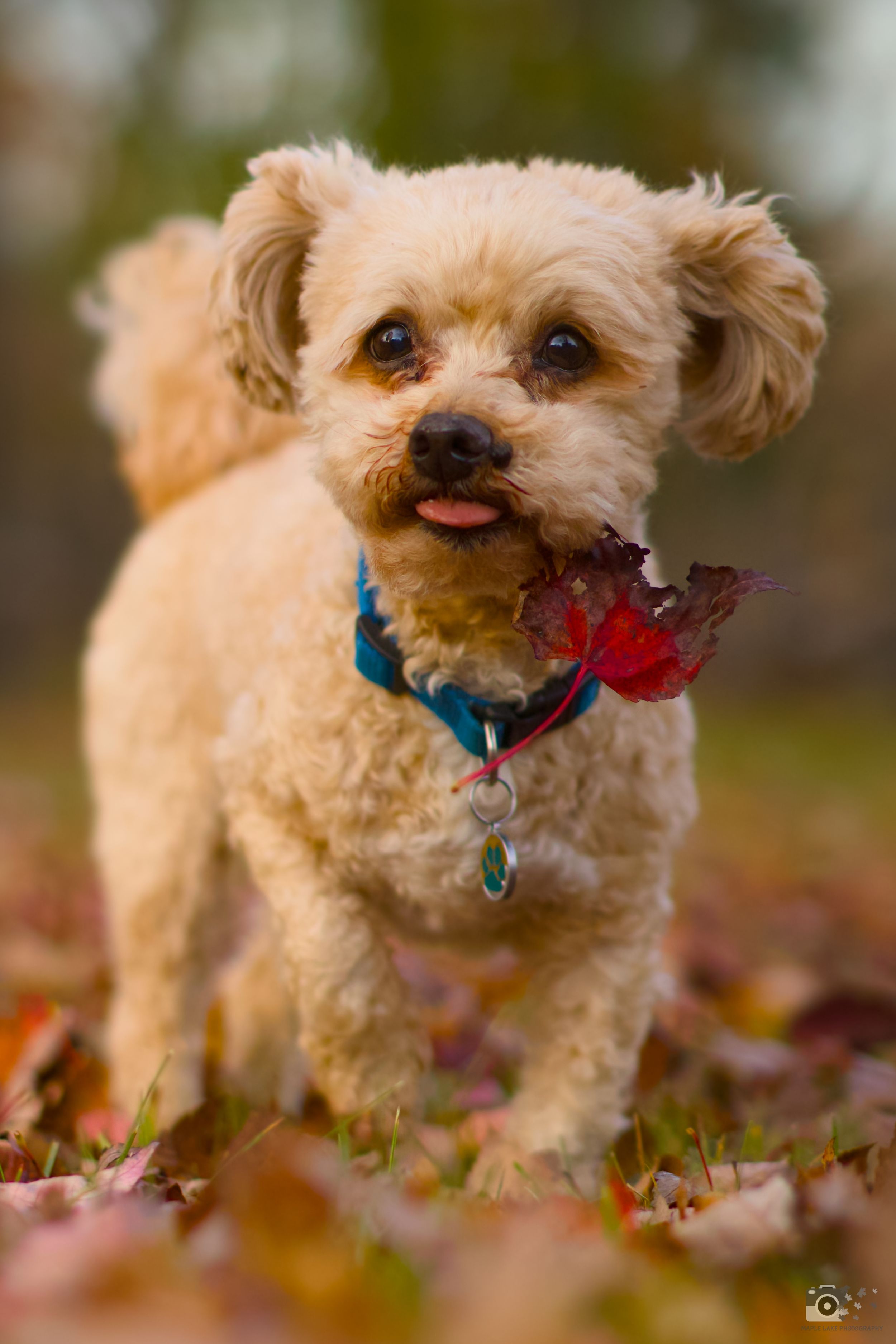 Curly-haired small dog with blue collar stands among autumn leaves with red leaf in mouth.