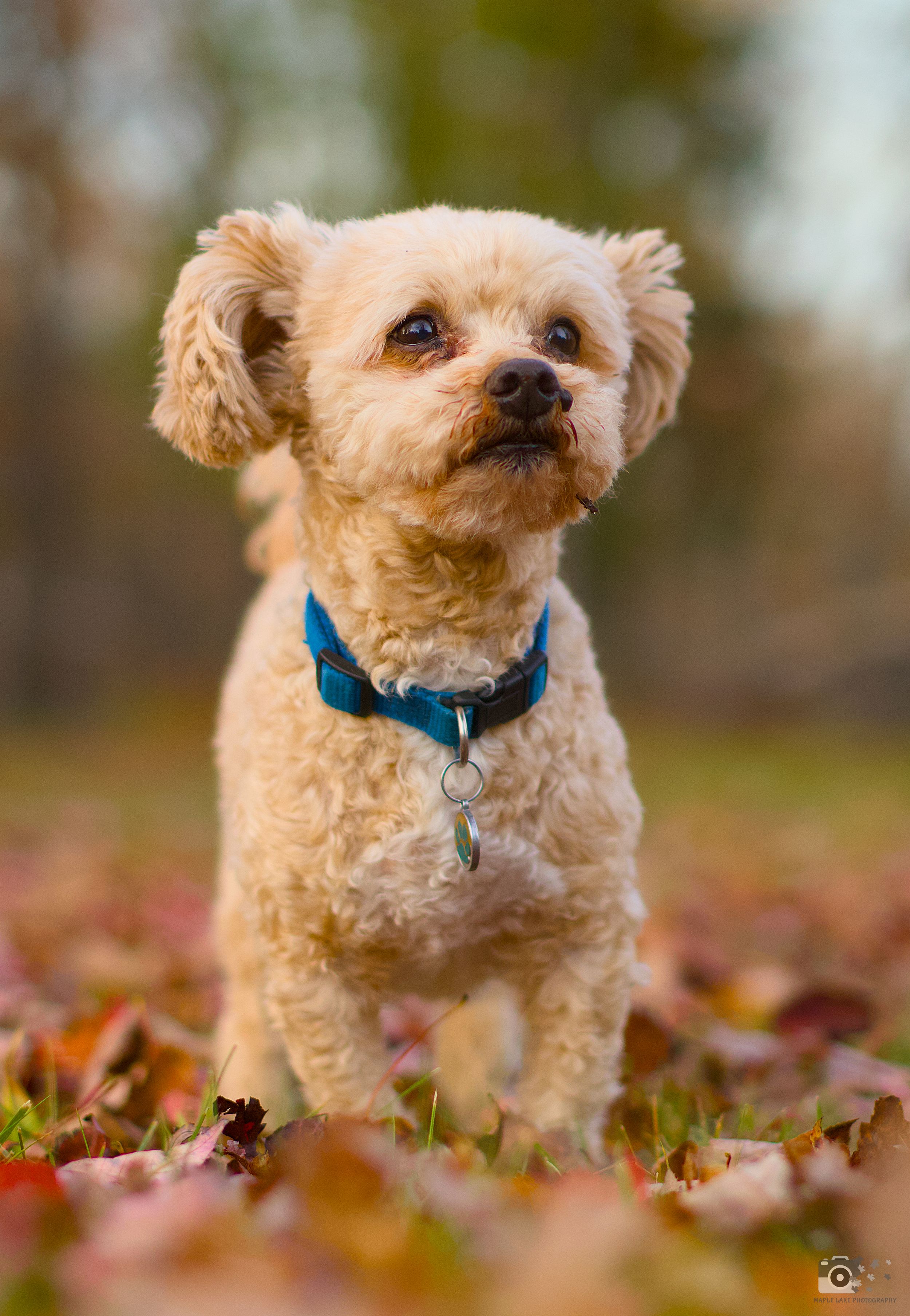 Small cream-colored dog with floppy ears wearing blue collar poses in fallen leaves.