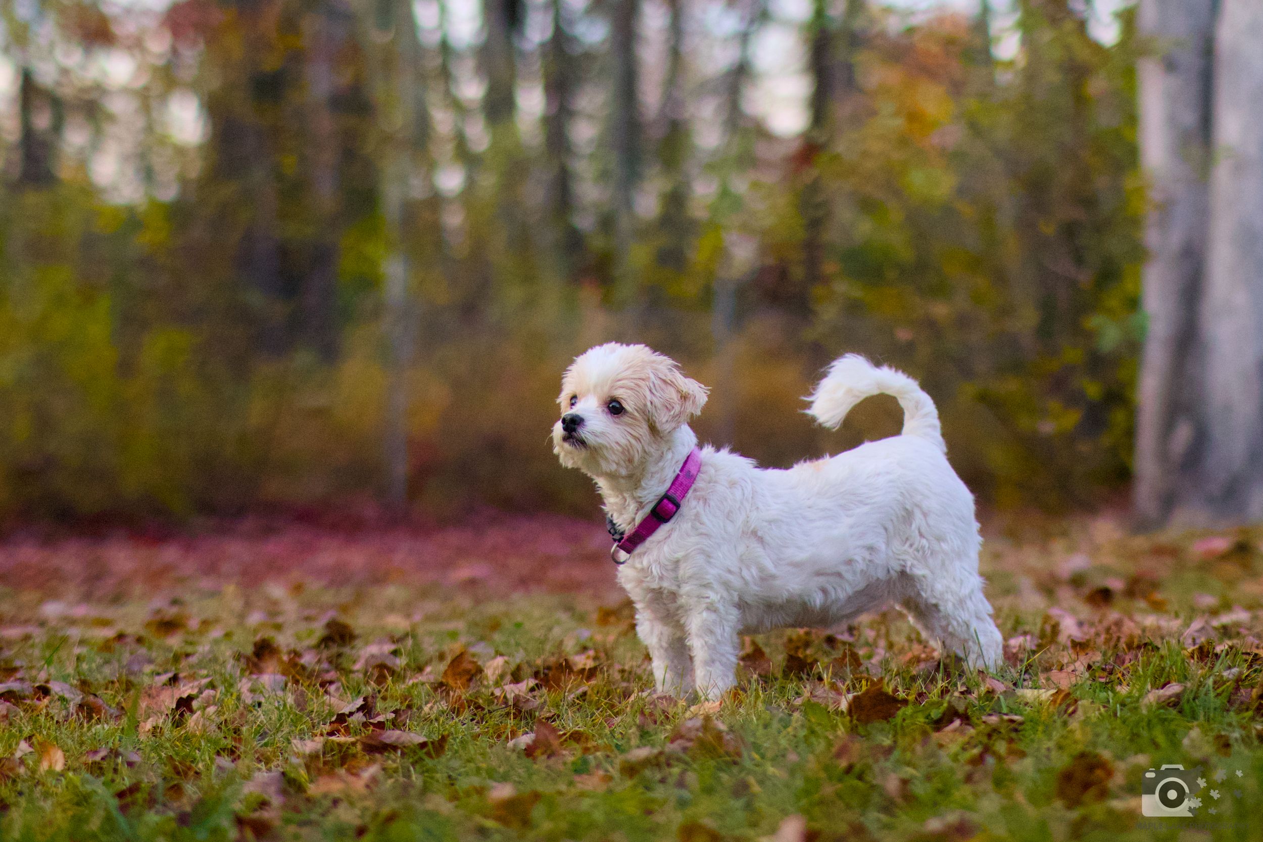 White fluffy dog with pink collar stands alert in autumn forest setting.
