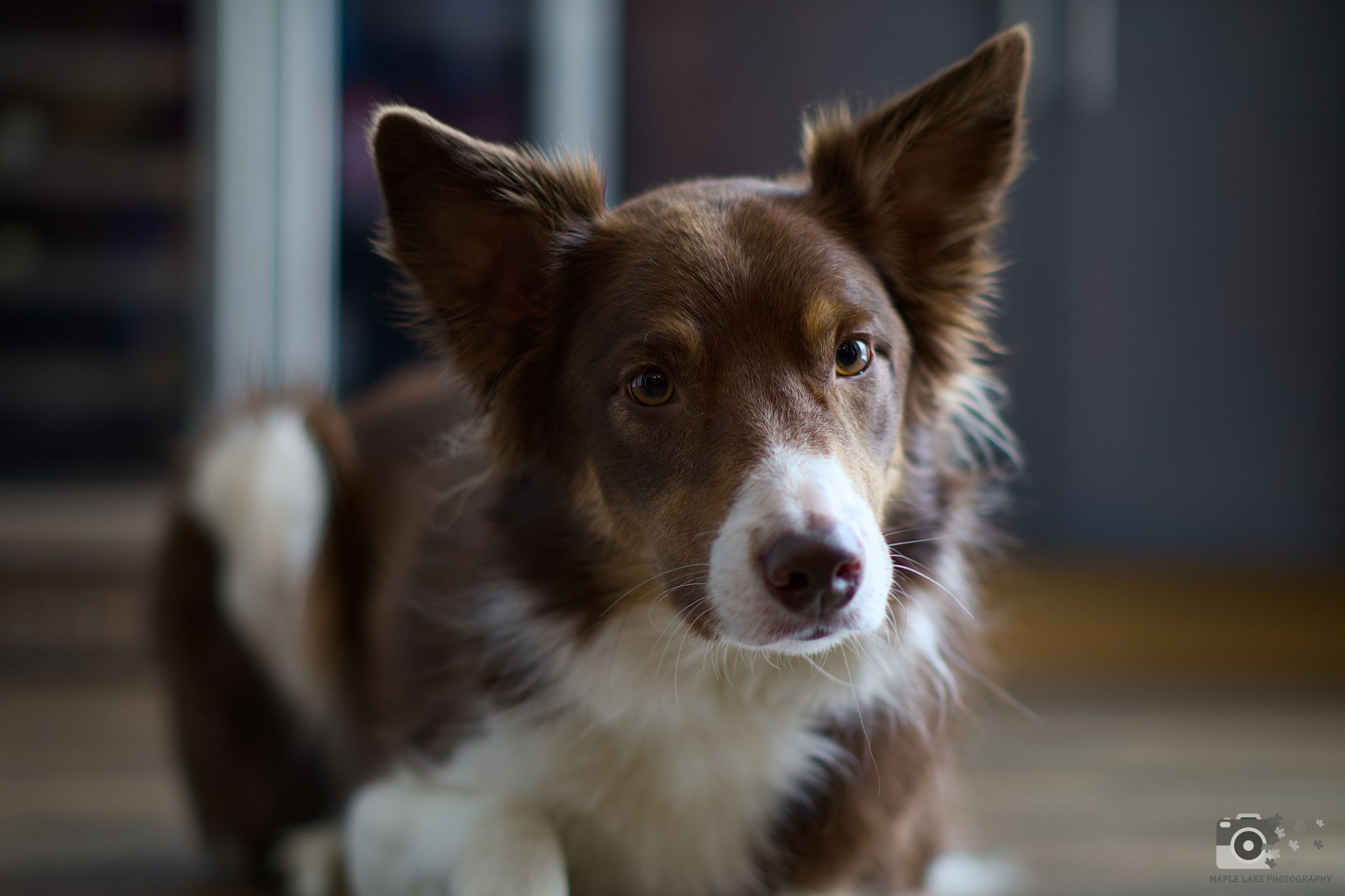 Brown and white border collie with alert expression in close-up indoor portrait.