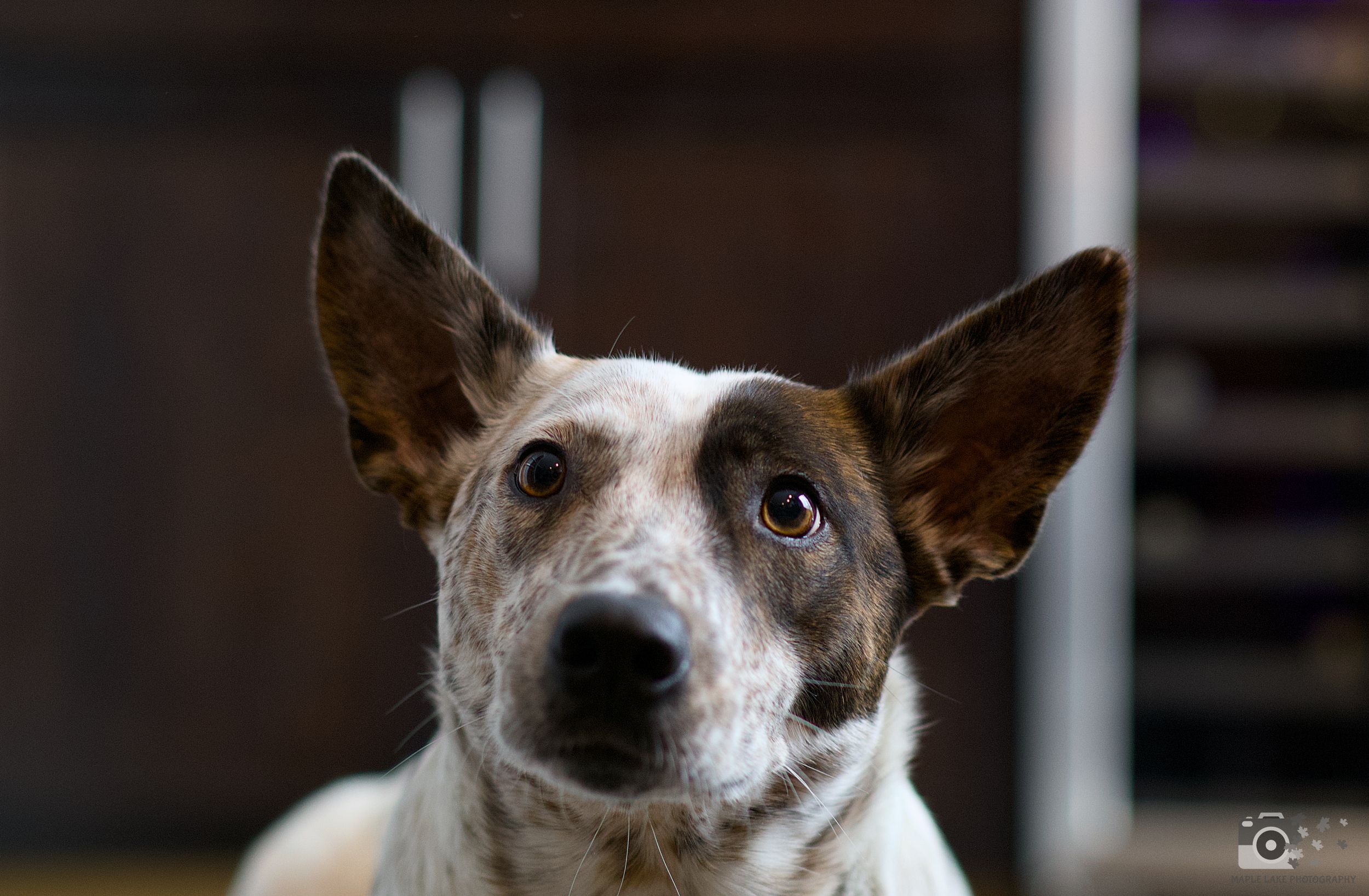 Close-up portrait of brown and white dog with pointed ears looking upward.