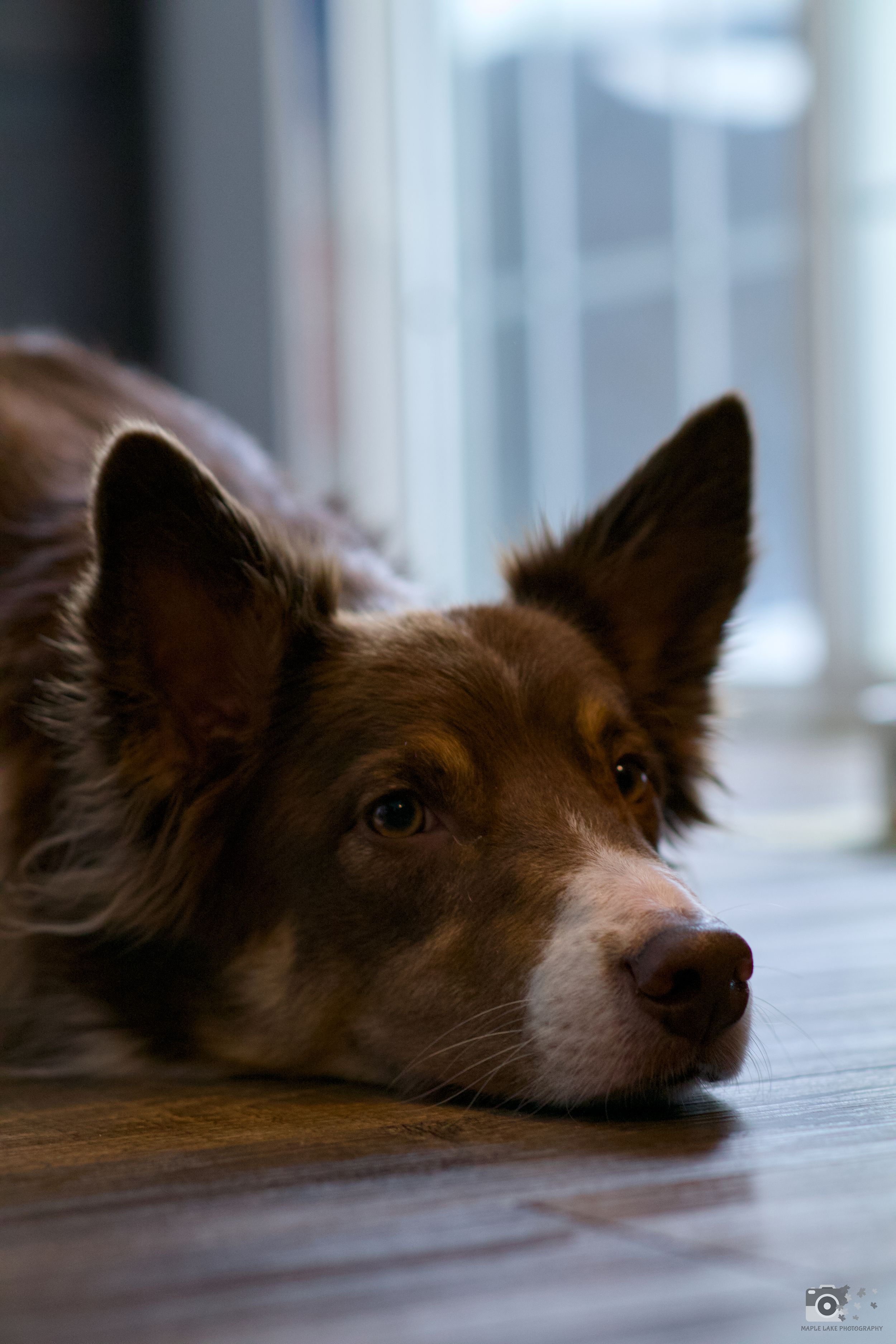 Brown border collie resting head on wooden floor in moody indoor lighting.