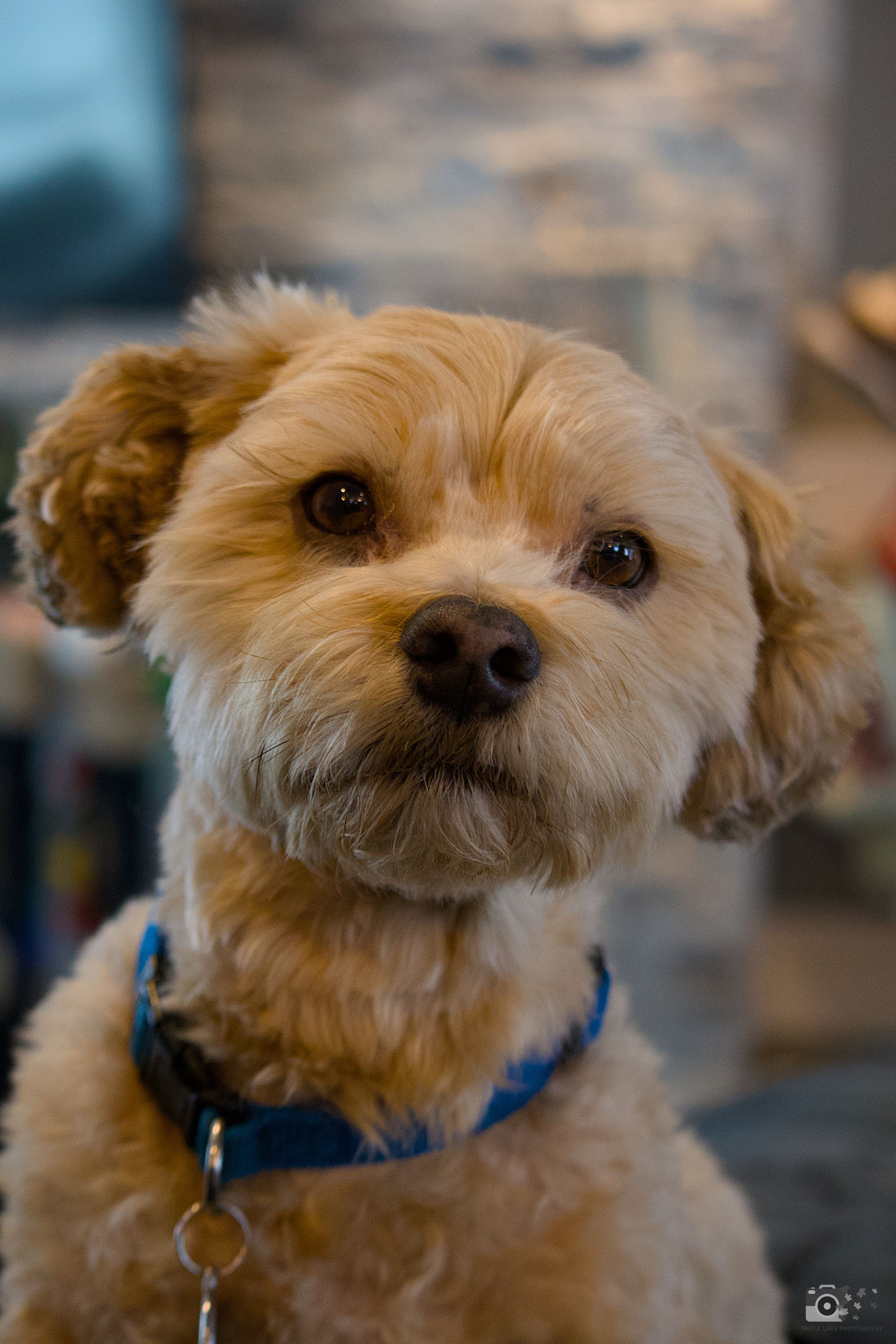 Adorable tan mixed breed dog with curly fur wearing a blue collar looks directly at camera with sweet expression.