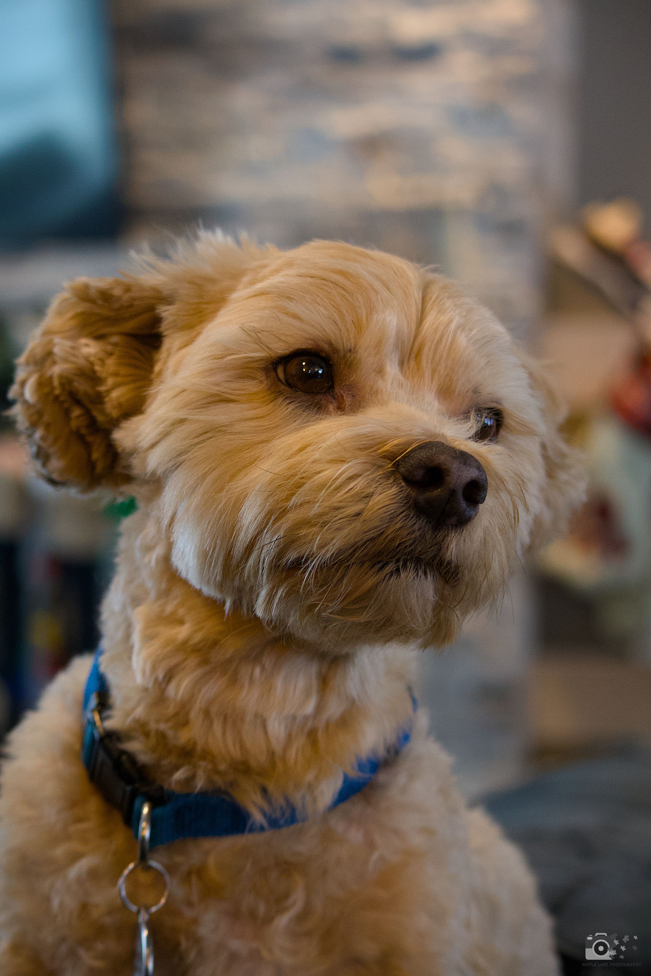 Close up portrait of small fluffy dog with golden fur and blue collar looking to the side.