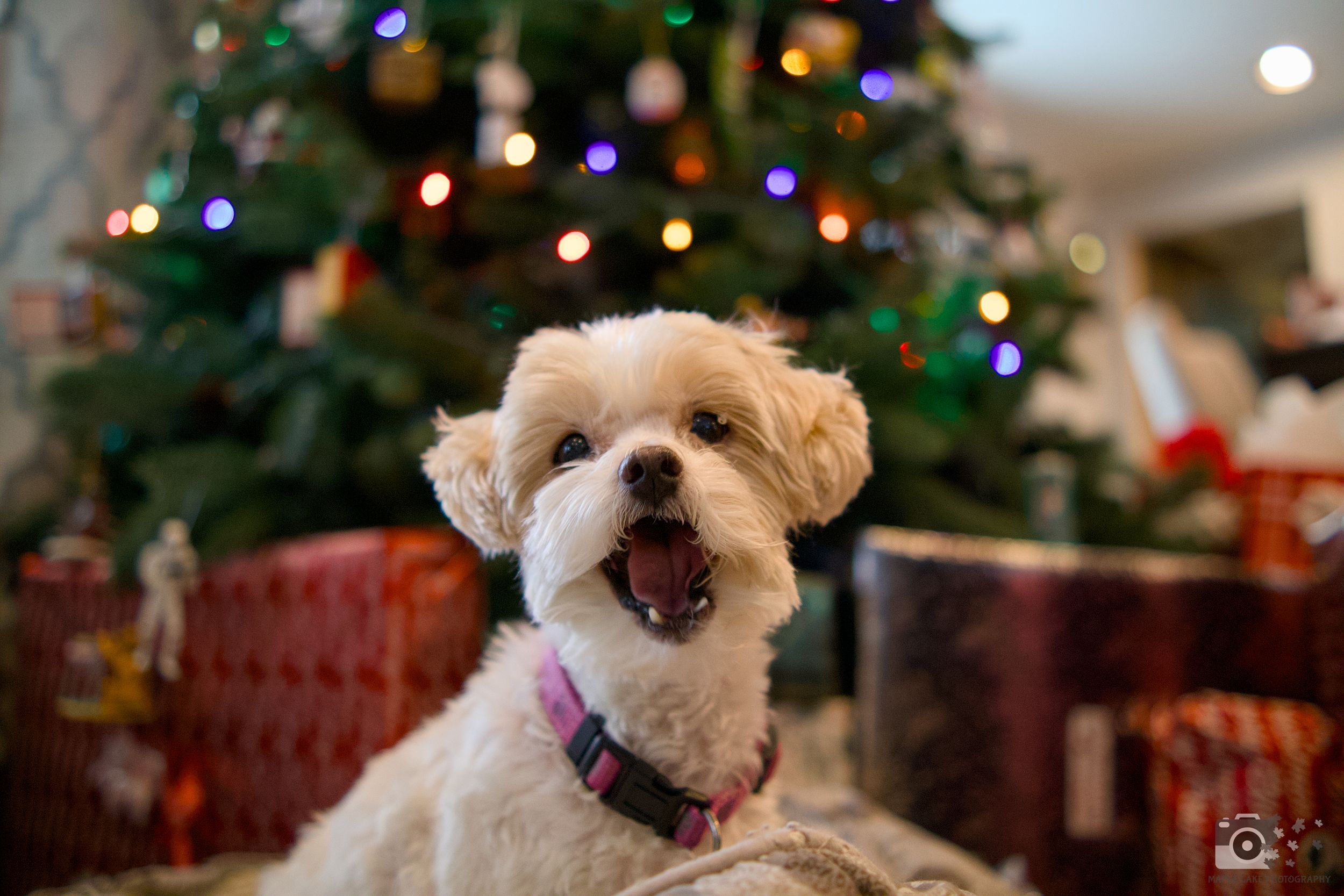 Excited small white dog smiling with Christmas decorations in background.