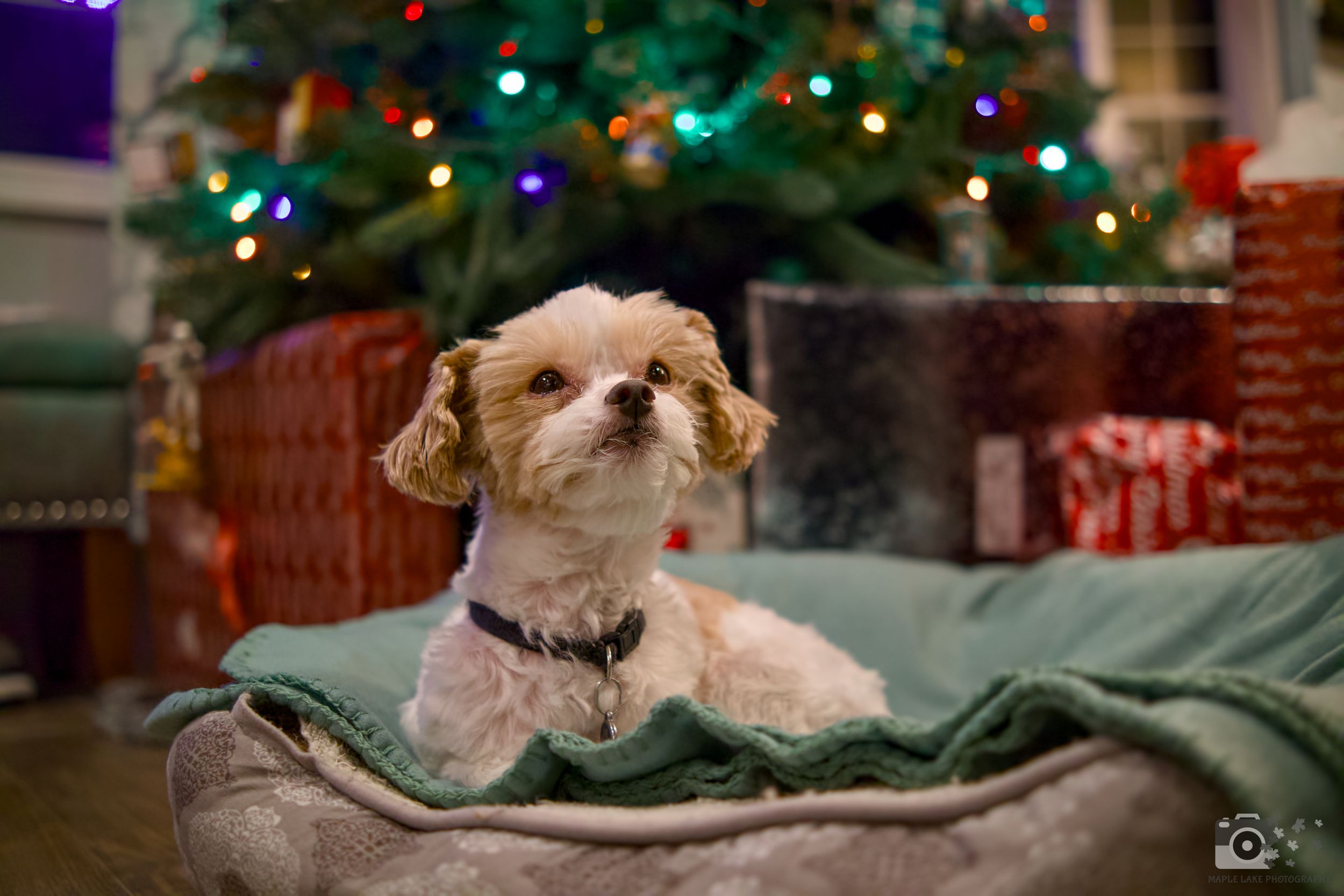 Small white dog resting on green cushion with Christmas tree and presents in background.