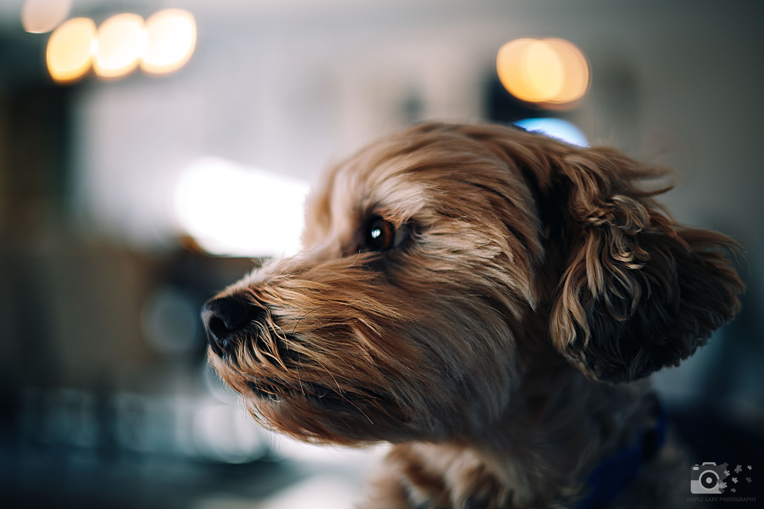 Artistic profile shot of small terrier dog with soft bokeh lighting in background.