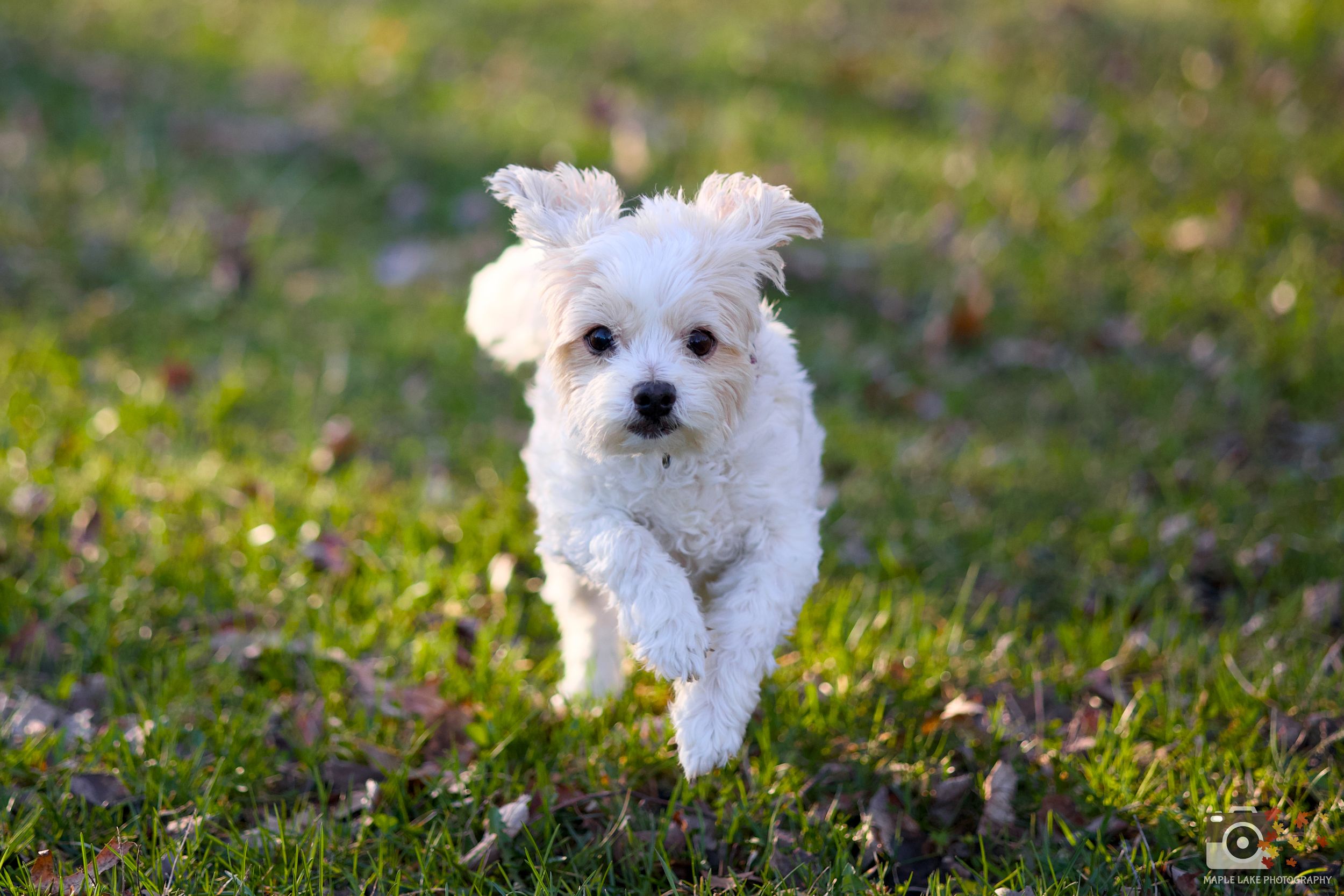A series of small white fluffy puppies playing and running on grass in natural sunlight.