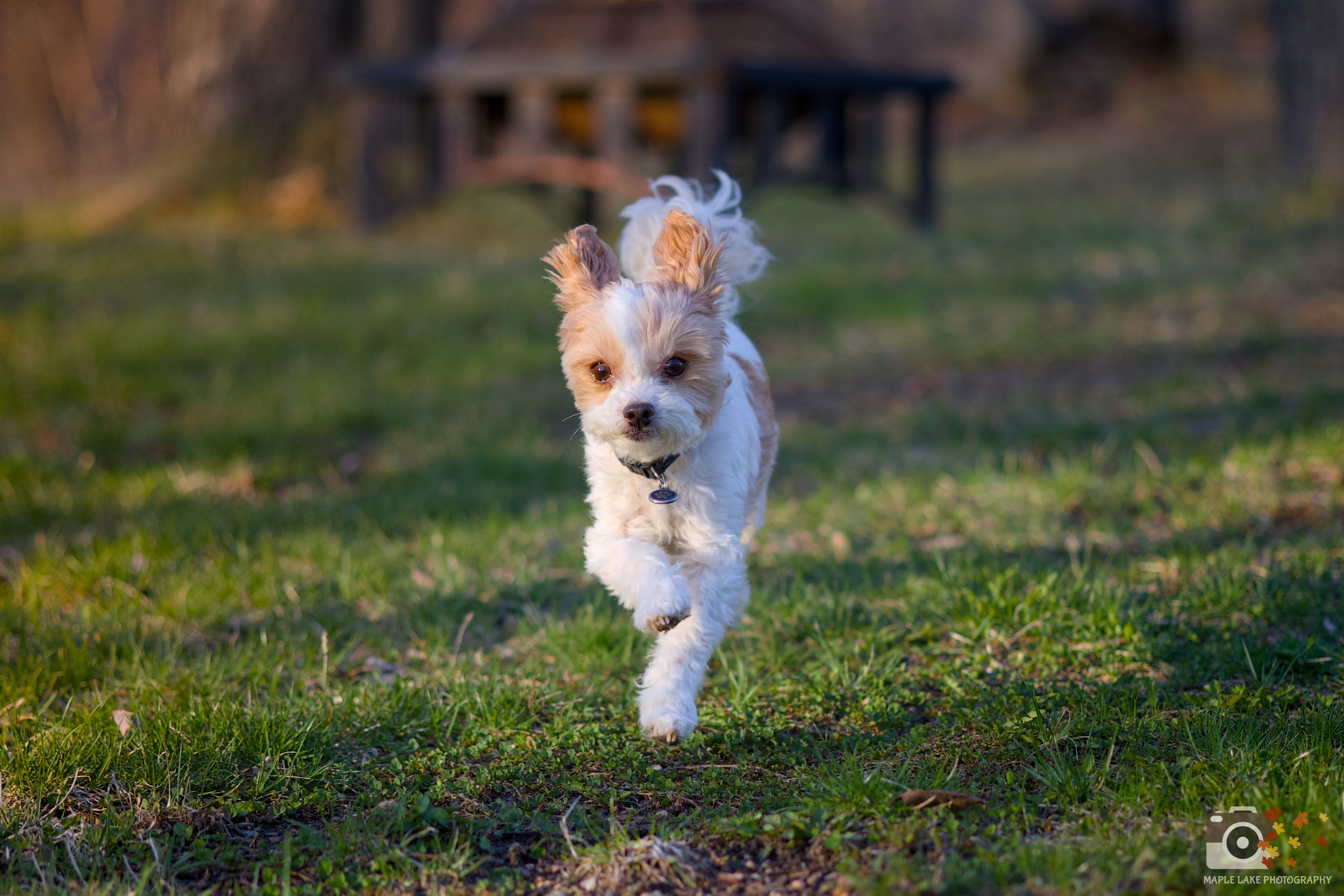 A small white terrier dog running and playing in a grassy field during golden hour lighting.