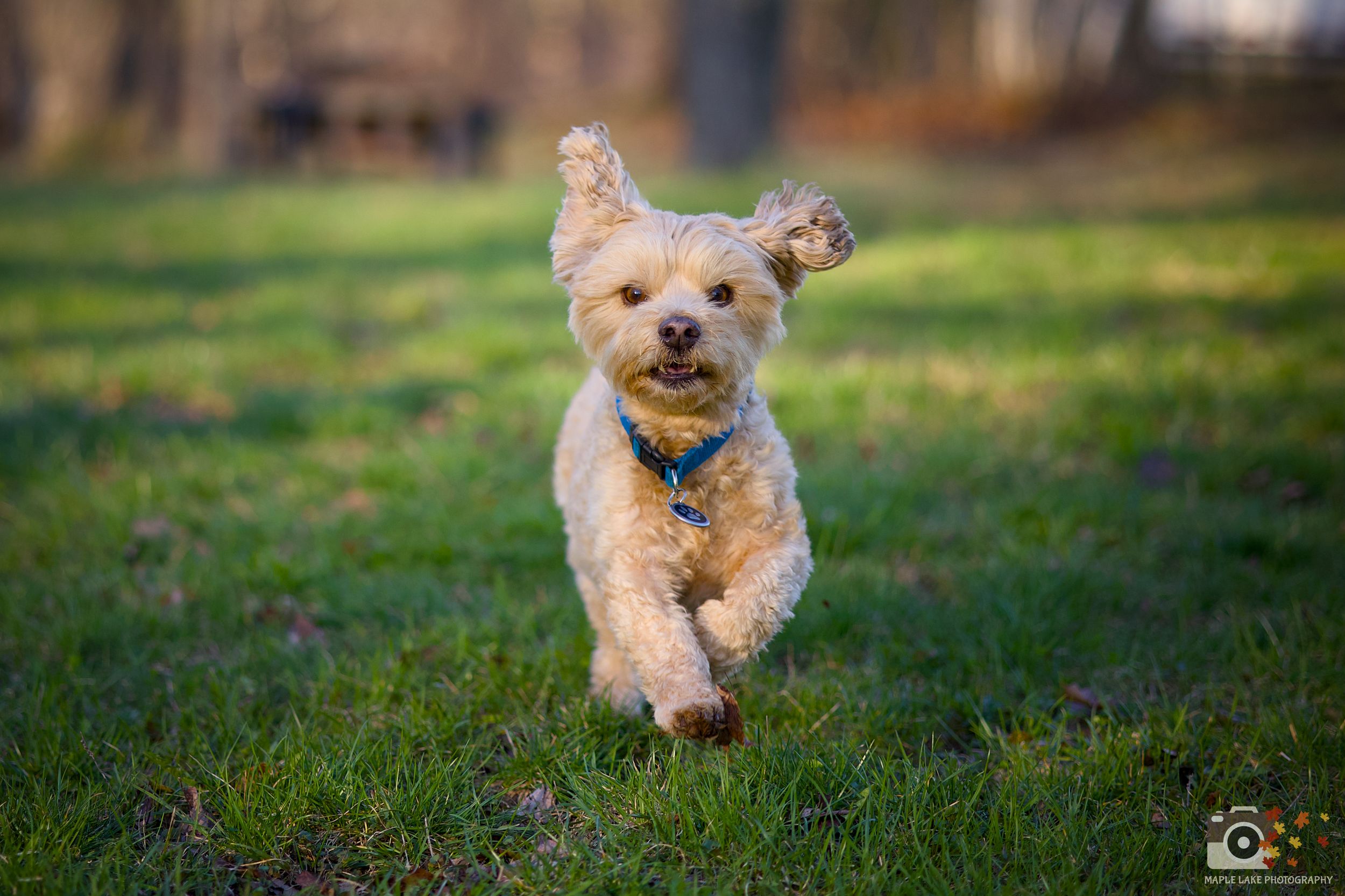Happy Yorkshire Terrier dog running joyfully through green grass on a sunny day outdoors.