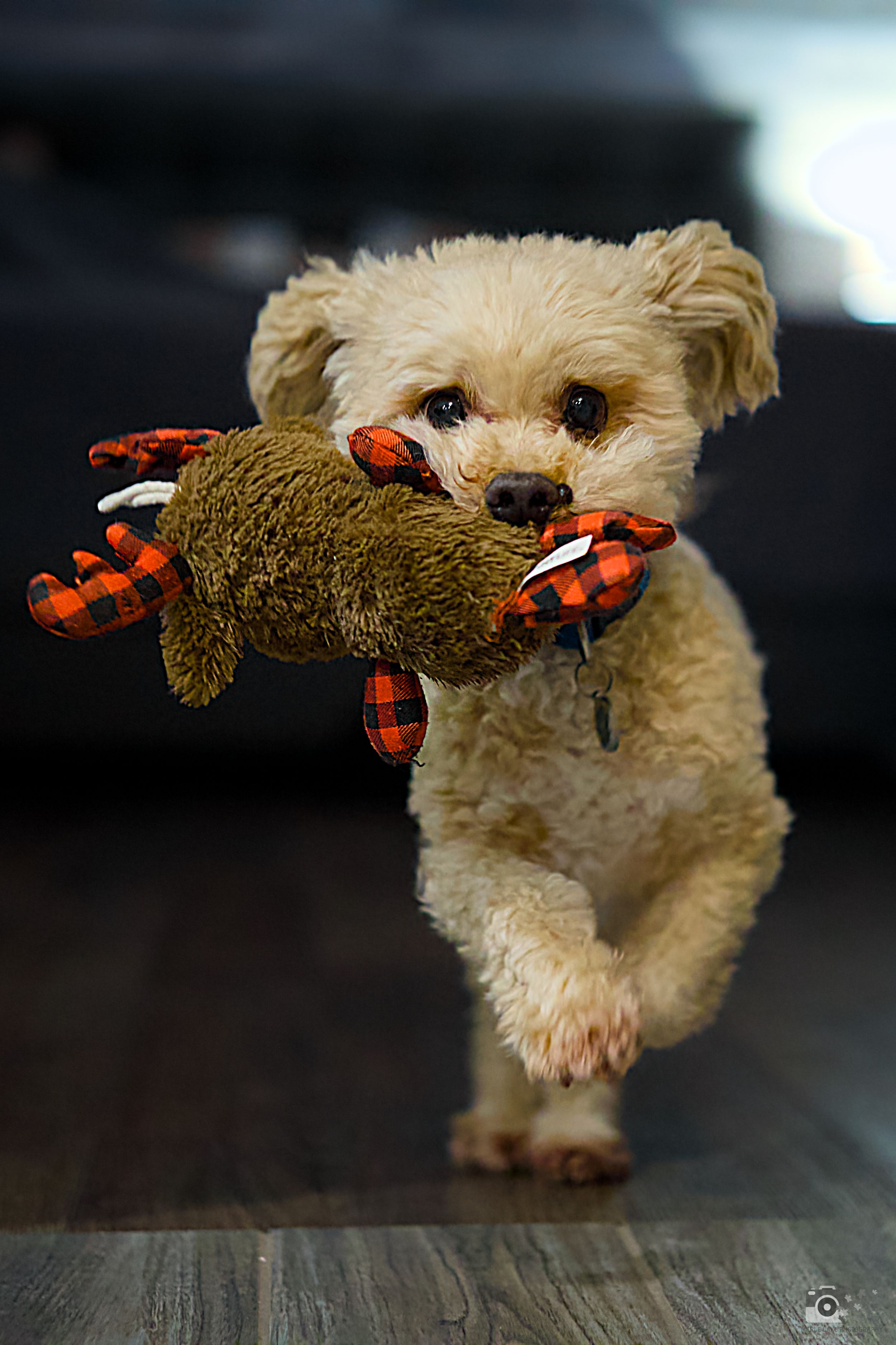 Playful cream-colored puppy carrying plaid stuffed toy while running on hardwood floor.