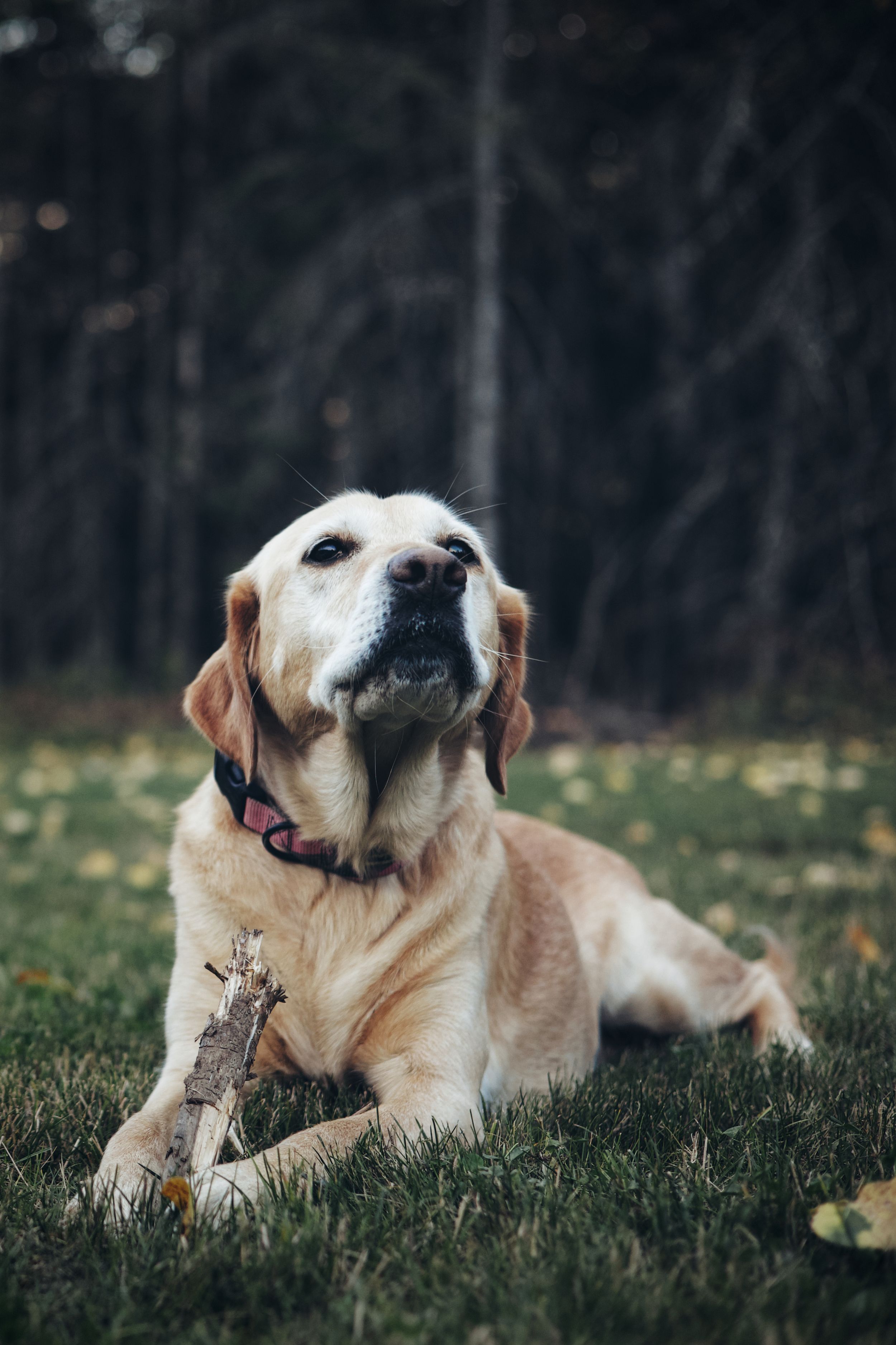 Yellow Labrador retriever dog lying on grass with a stick, wearing red collar in moody outdoor setting.