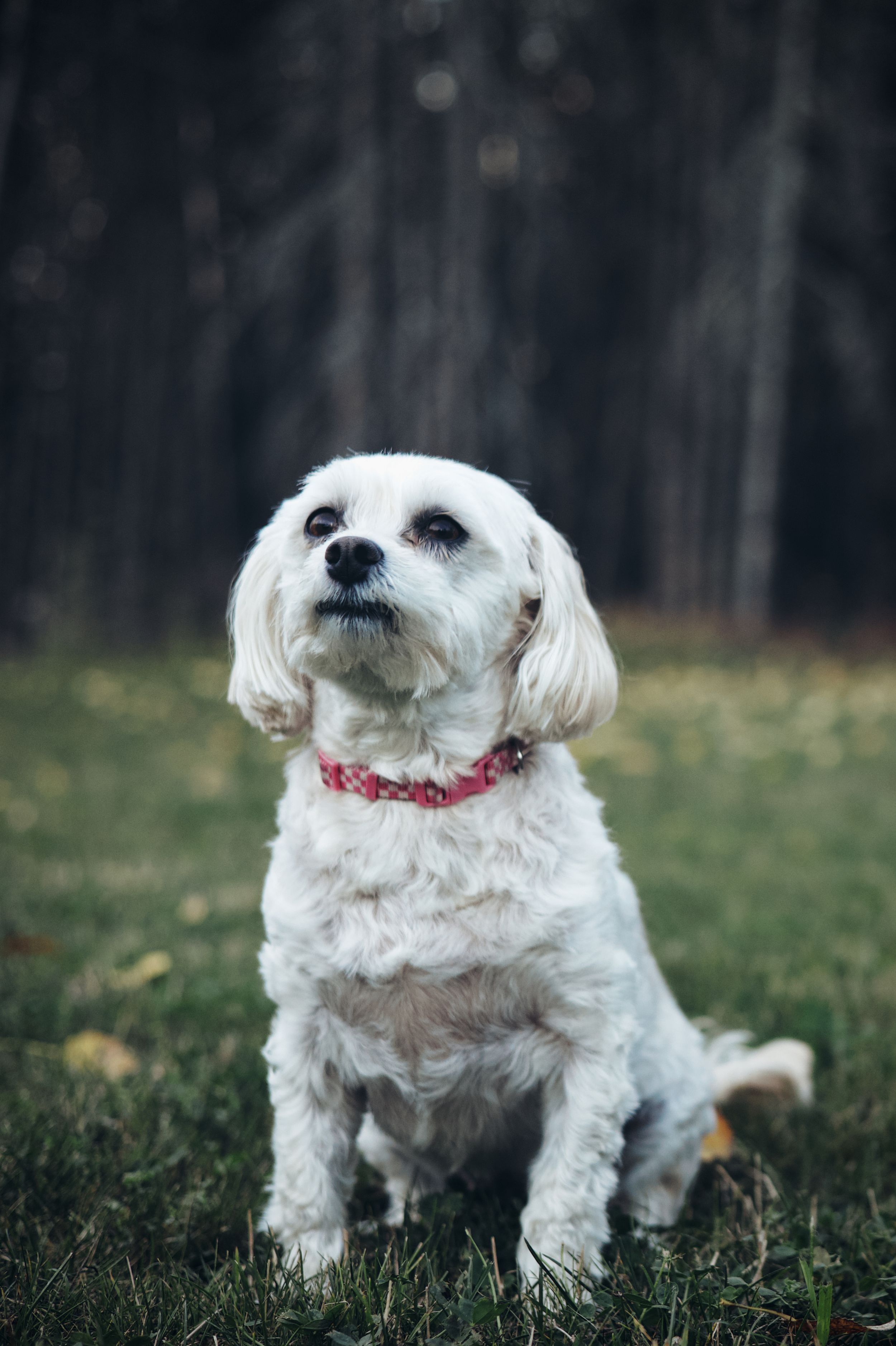 A small white Maltese dog with a red collar sits in a grassy field on a cloudy day.