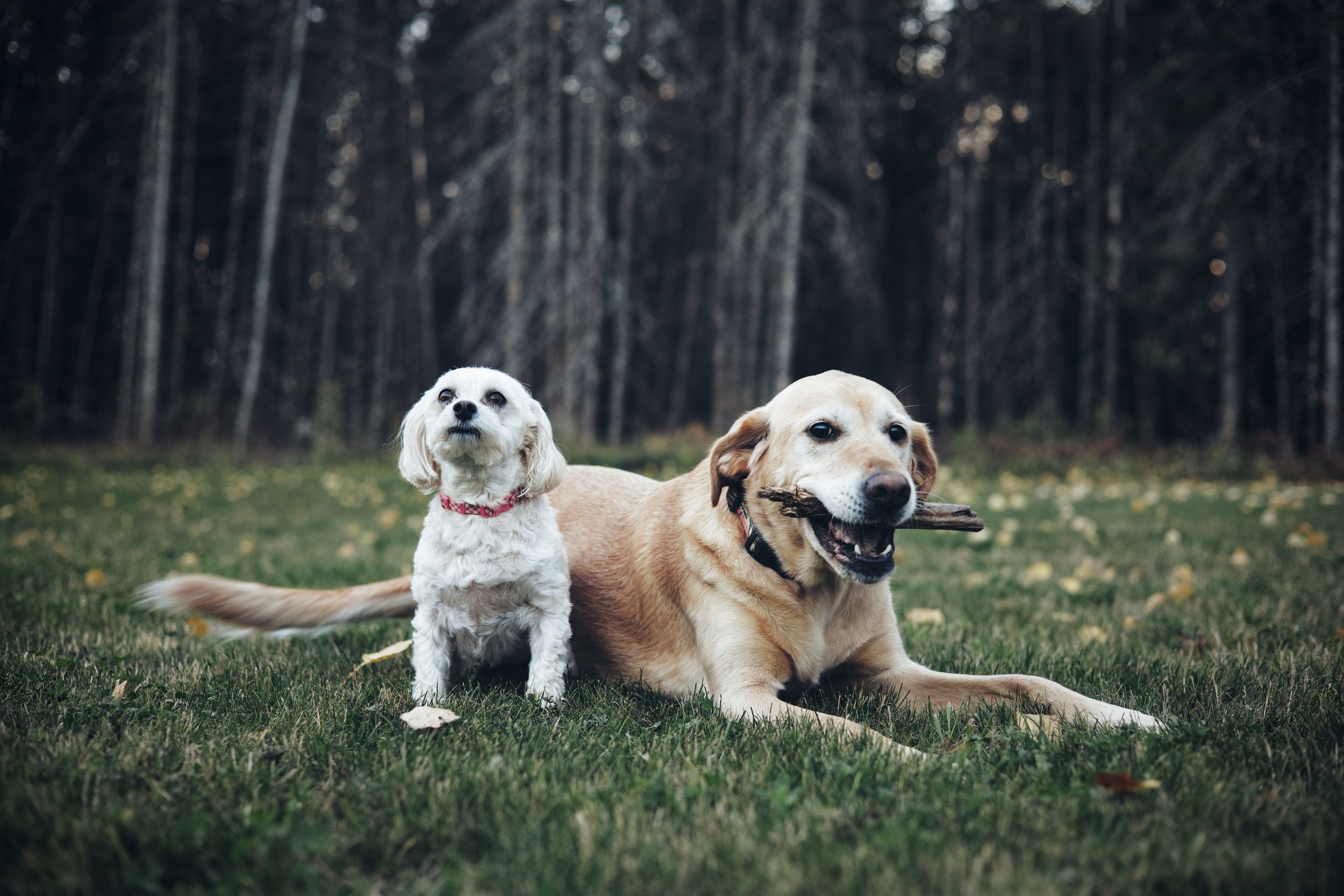 Seven dogs of different breeds and sizes lying down and resting in various outdoor settings with trees and grass.
