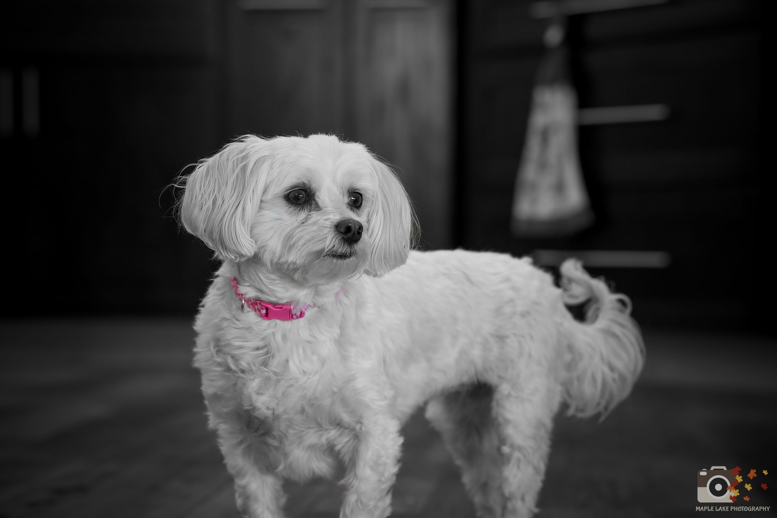 A white Maltese dog wearing a pink collar stands alertly in black and white photography with selective color.