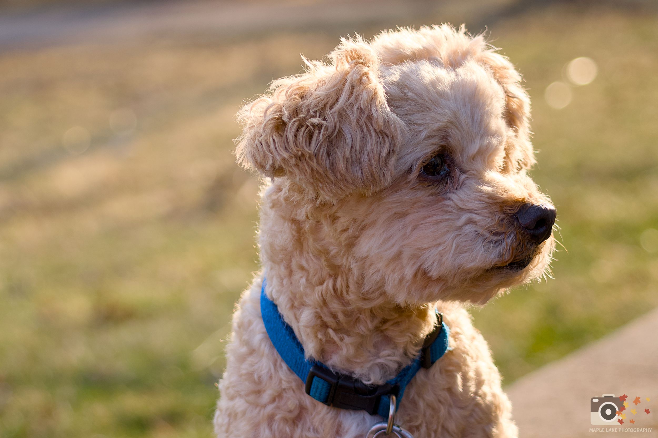 A row of golden-haired dogs with curly fur captured in warm sunlight wearing blue collars.