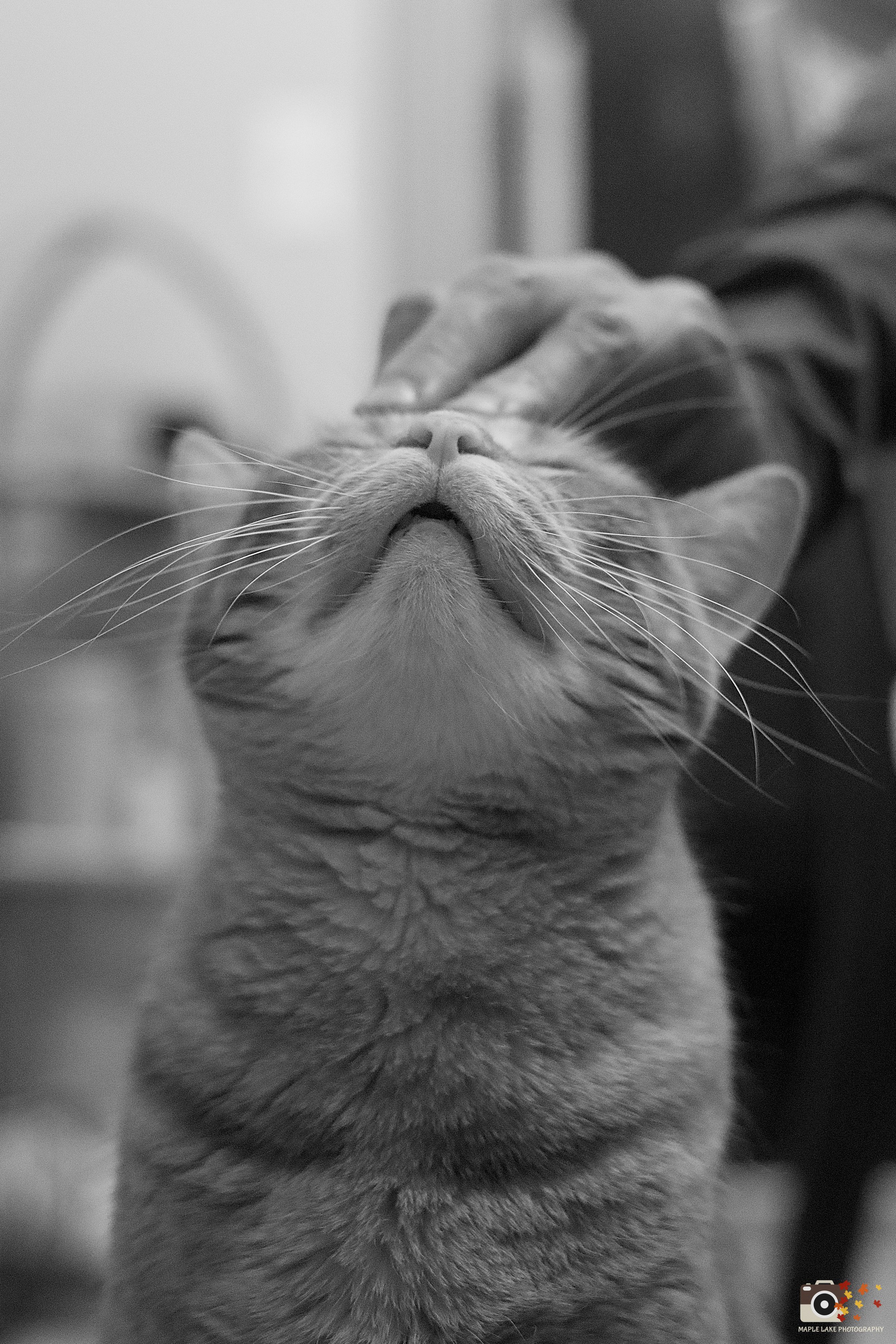 Close-up black and white profile view of a cat with eyes closed in a peaceful expression.