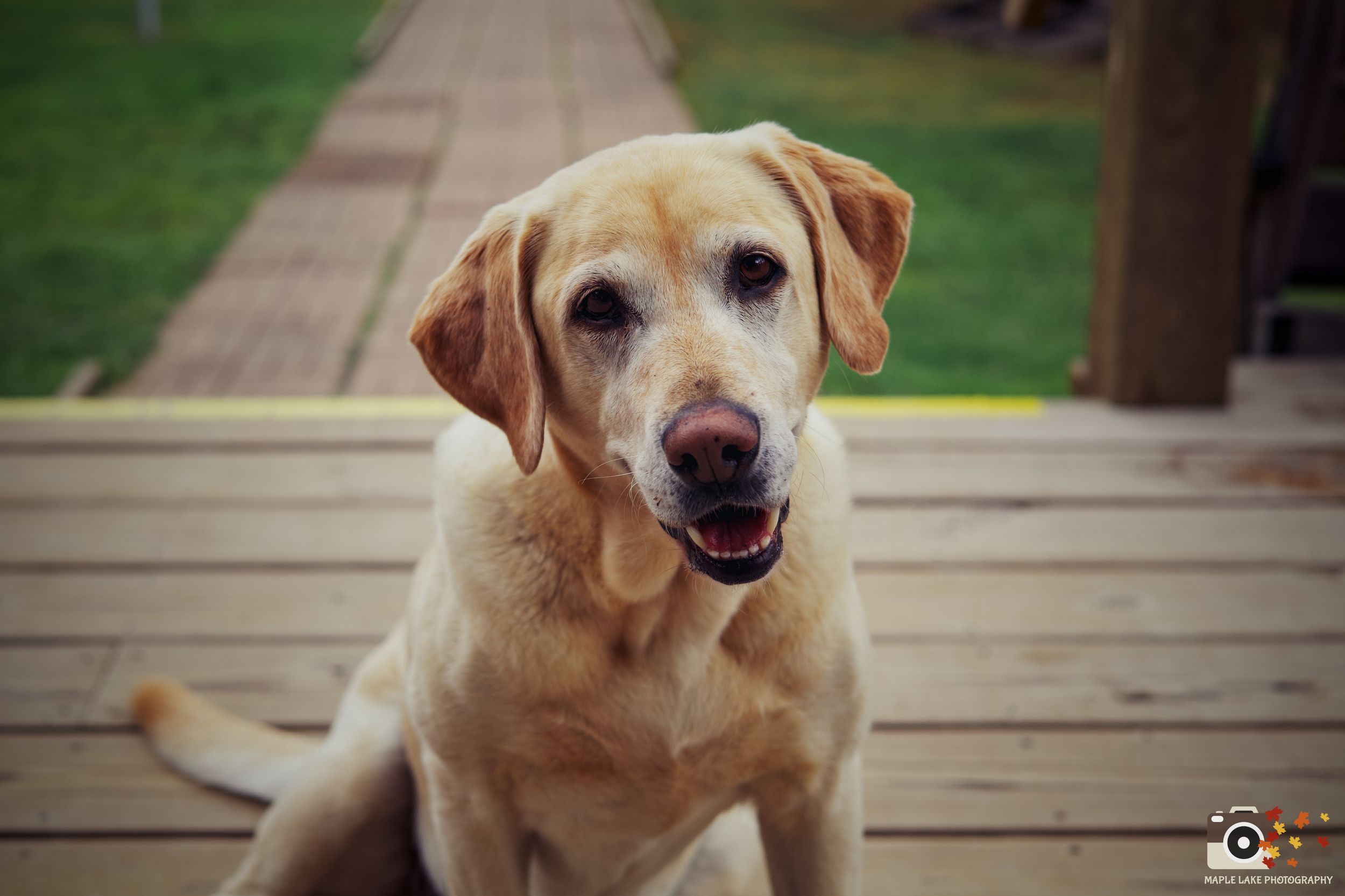 A series of seven photos shows a happy yellow Labrador retriever with a ball in various playful poses outdoors.