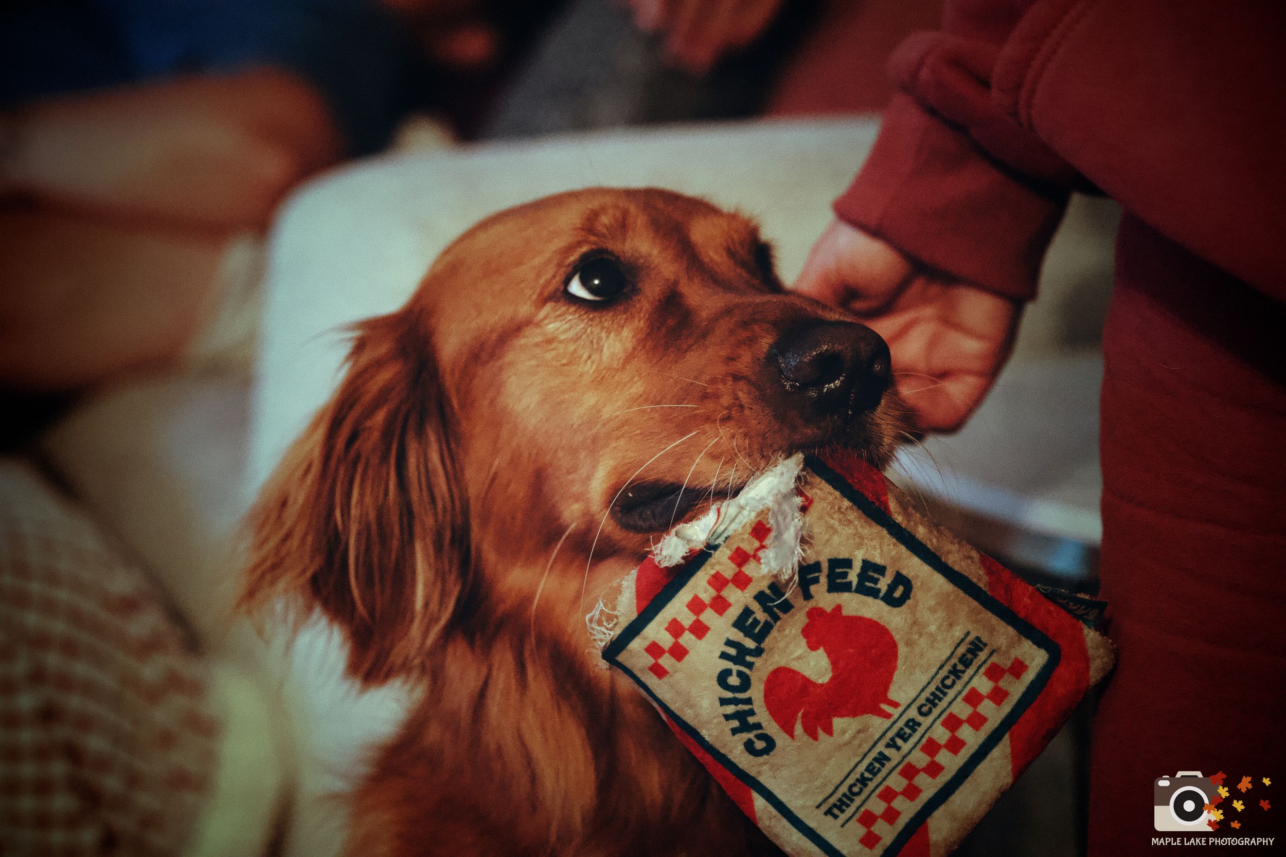 Dog playing with retro-style cards and game pieces while being photographed with a camera.
