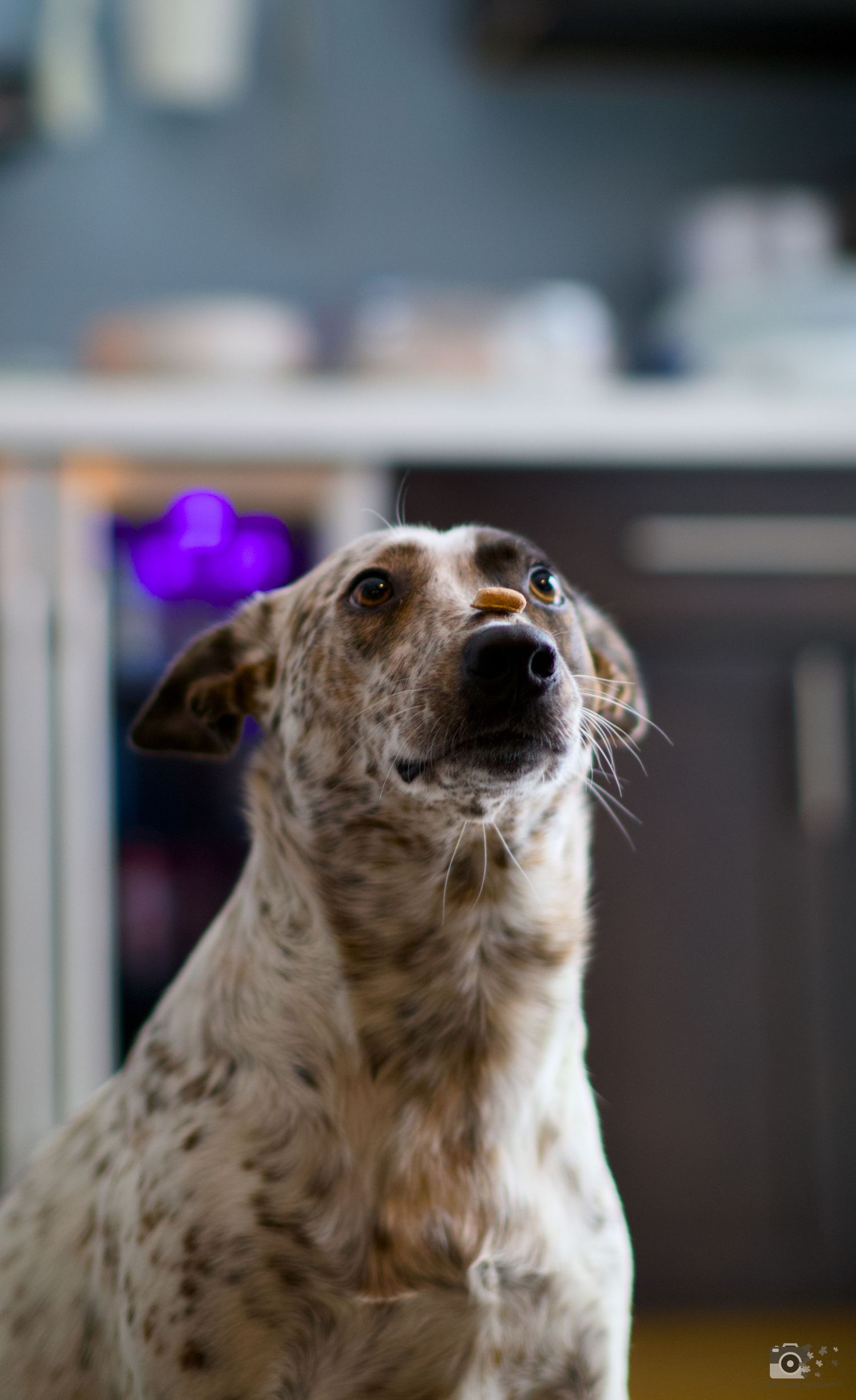 A close-up portrait of a spotted whippet or greyhound dog with a purple glow in the background with a treat on its nose.