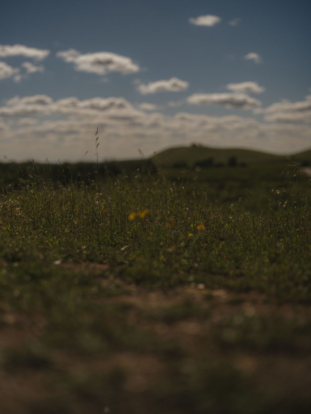 Golden wildflowers sway in a meadow against rolling hills and scattered clouds in the afternoon light.