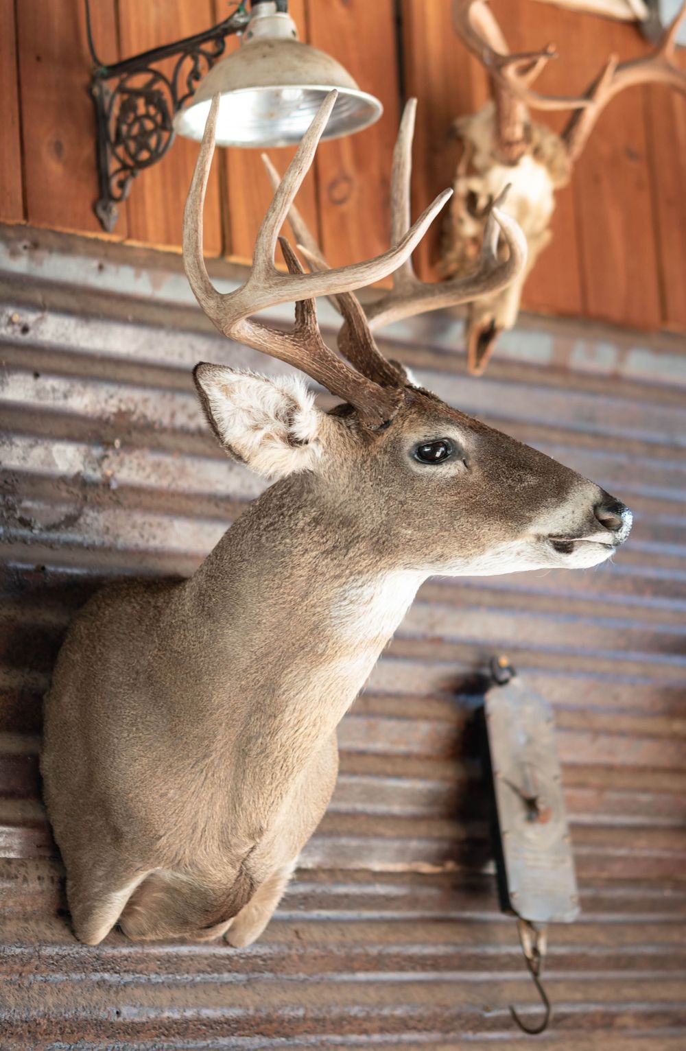 Taxidermied deer head mount showing profile view against wooden wall.
