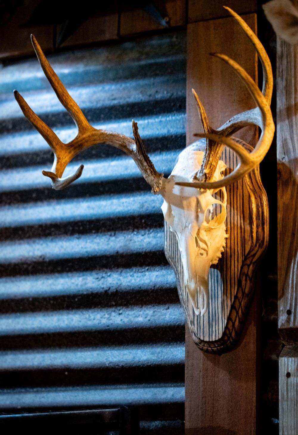 Antlered deer skull mount against corrugated metal wall with dramatic lighting.