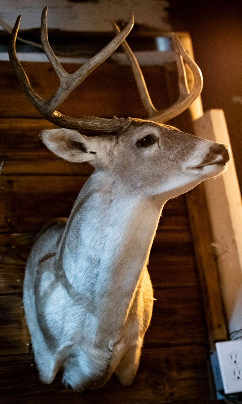 Mounted white-tailed deer head with antlers displayed on a wall in warm lighting.