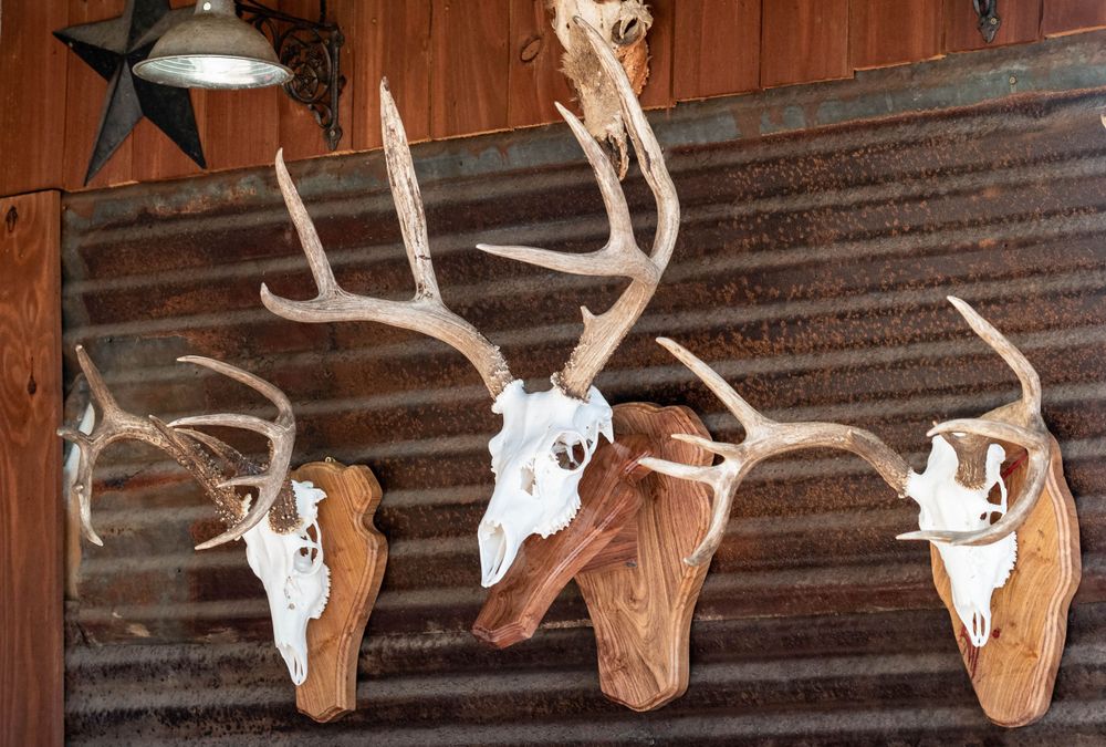 Collection of mounted deer skulls with antlers displayed on a rustic wooden wall with a decorative star.