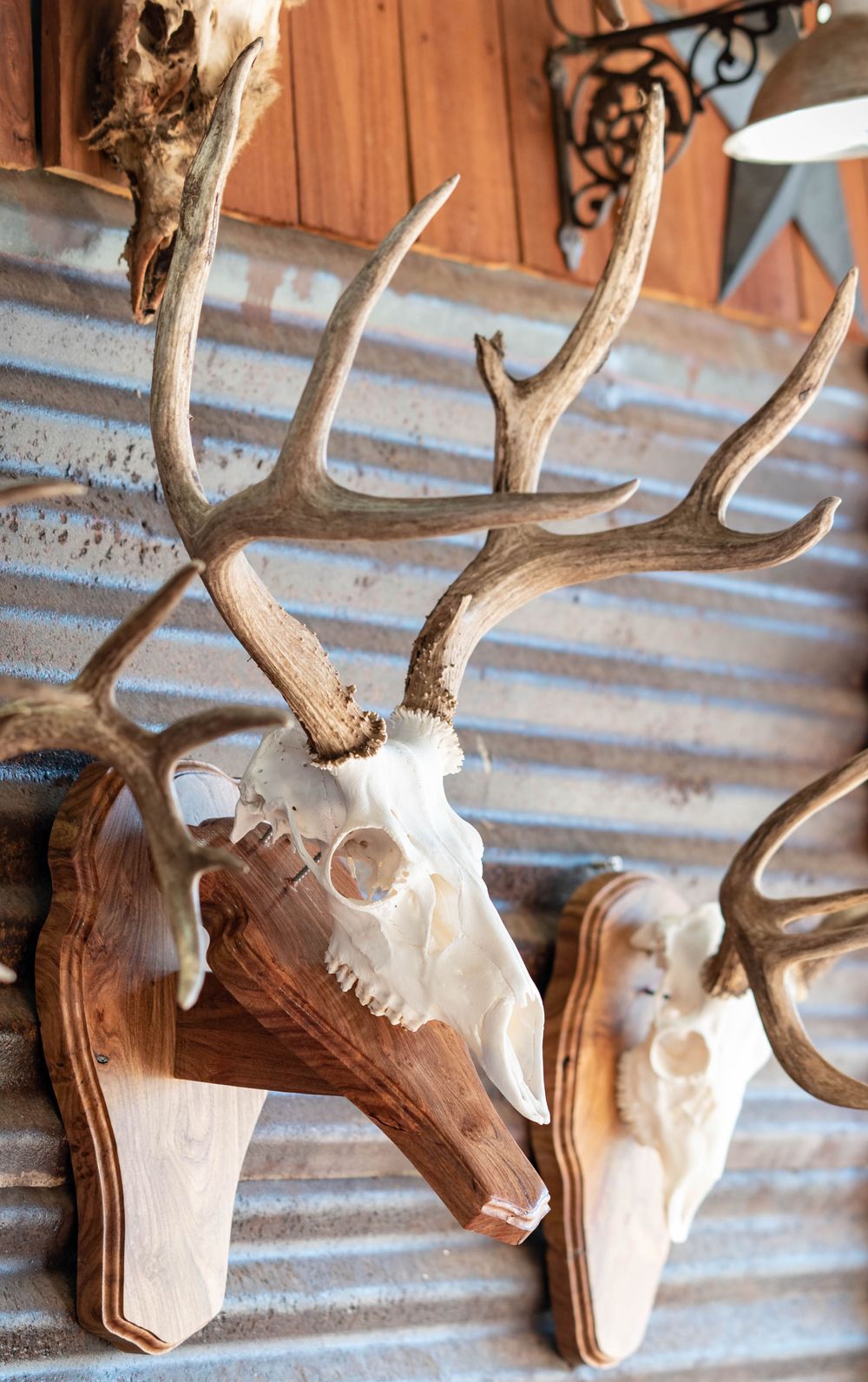 Multiple deer skull mounts displayed on wooden plaques against rustic wall.