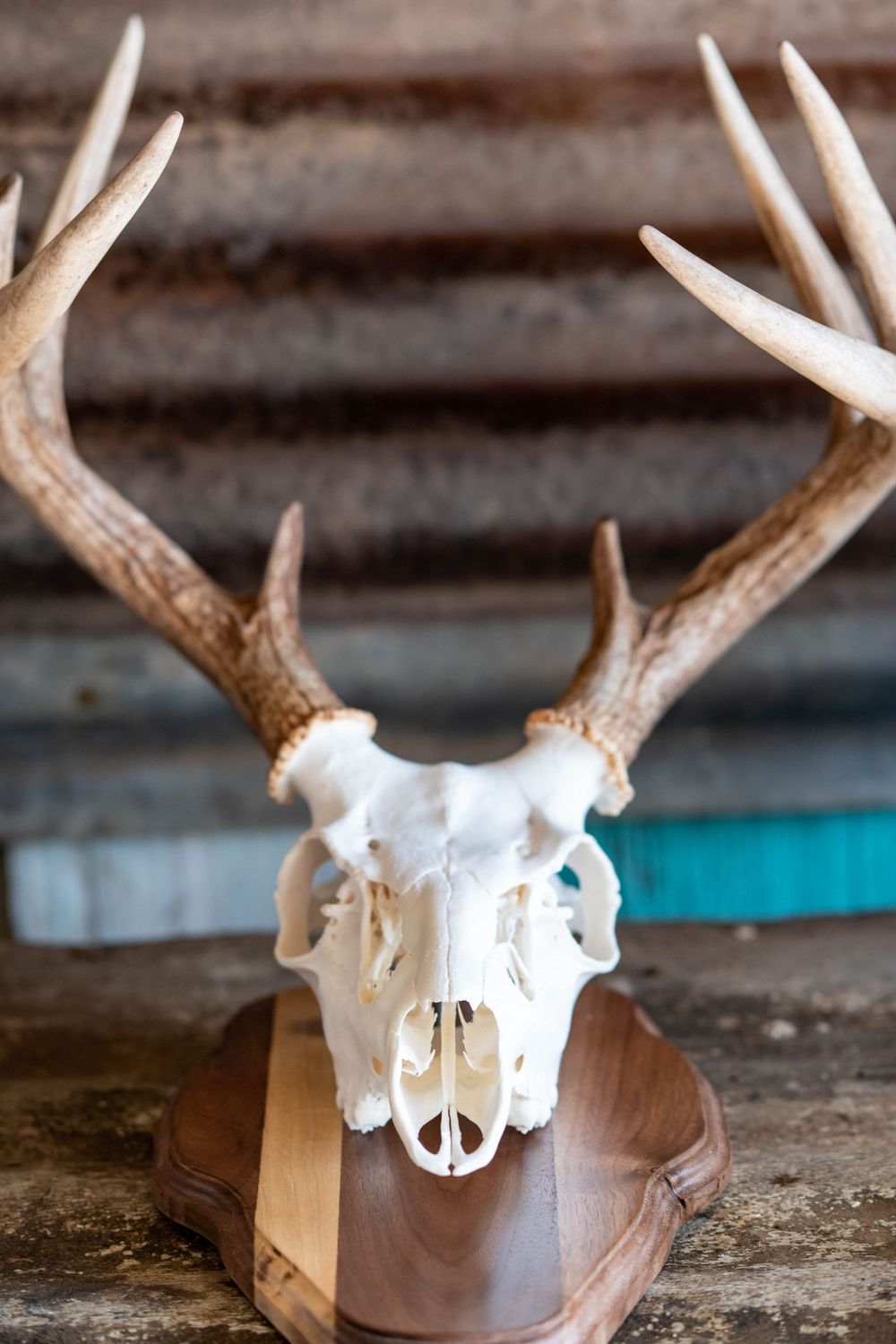 White deer skull with large antlers mounted on wooden plaque against corrugated metal wall.