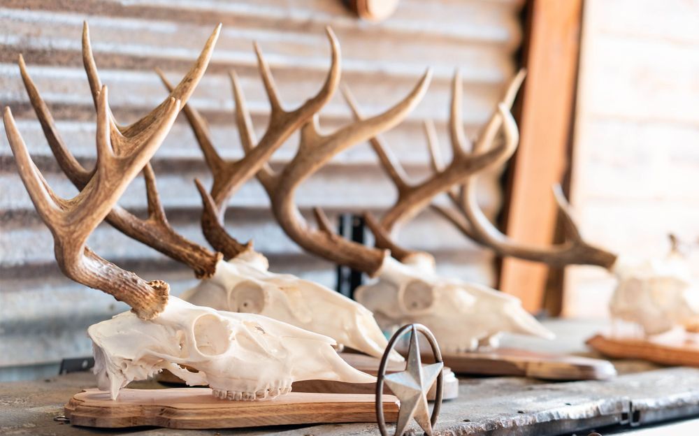 Row of deer skull mounts with antlers displayed on rustic metal wall.