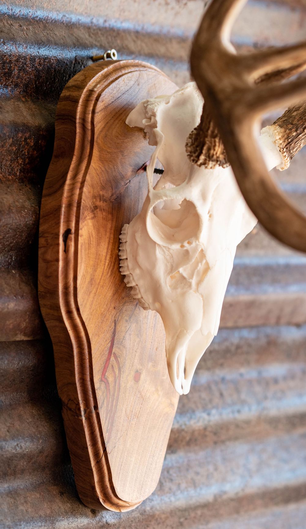 Side view of mounted deer skull with antlers on carved wooden plaque against metal wall.