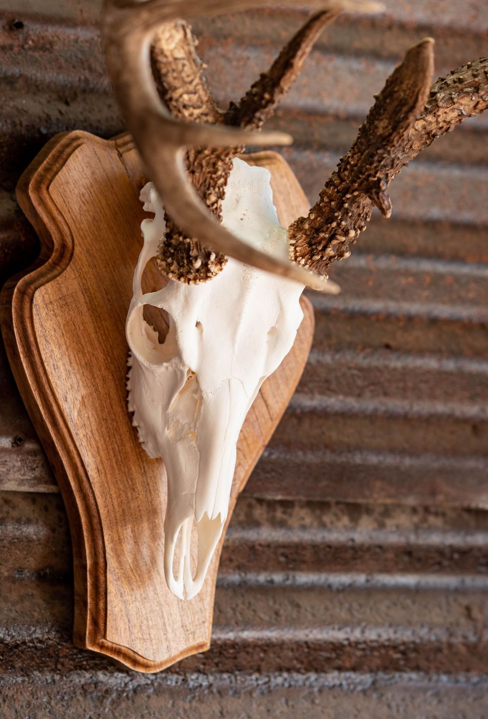 Deer skull with textured antlers mounted on decorative wooden plaque against corrugated metal.