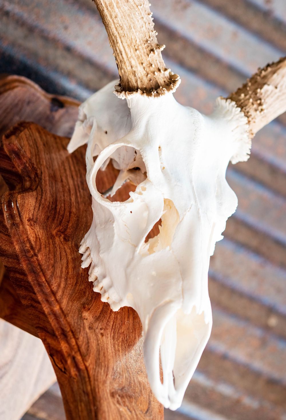 A white deer skull mounted on a wooden plaque shows detailed bone structure against a rustic background.