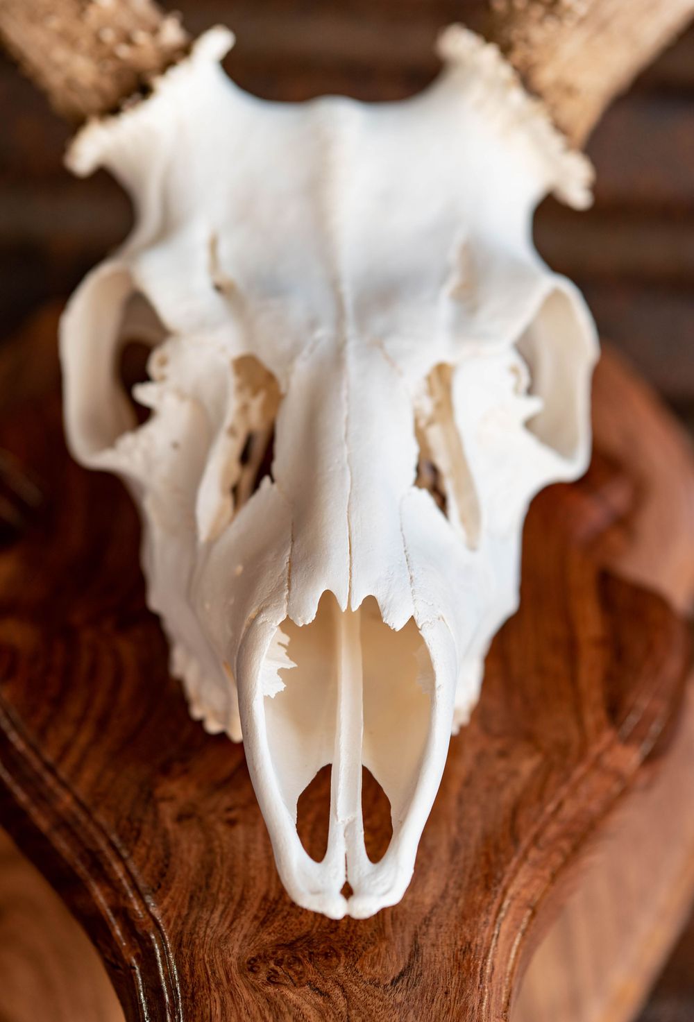 Close-up view of a bleached deer skull showing intricate facial bone structure on wood mounting.