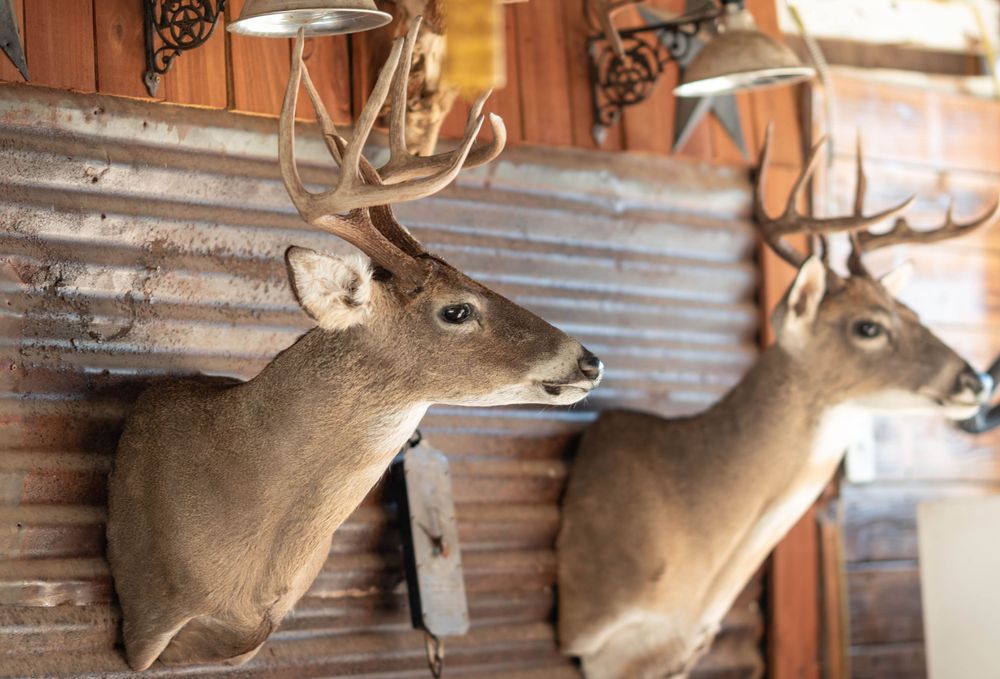 Multiple mounted deer heads displayed on a rustic wooden wall.