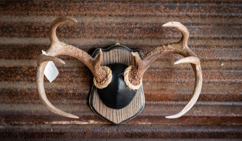 Mounted deer antlers on black shield-shaped plaque against rustic metal background.