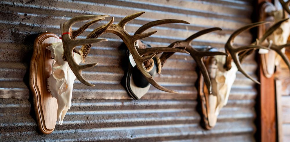 Multiple deer skull and antler mounts arranged on corrugated metal wall in rustic setting.