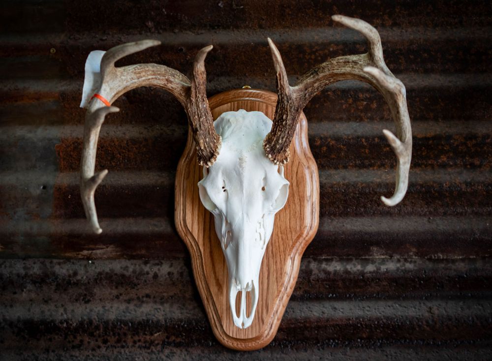 A row of white deer skulls with antlers mounted on wooden plaques against a dark background.