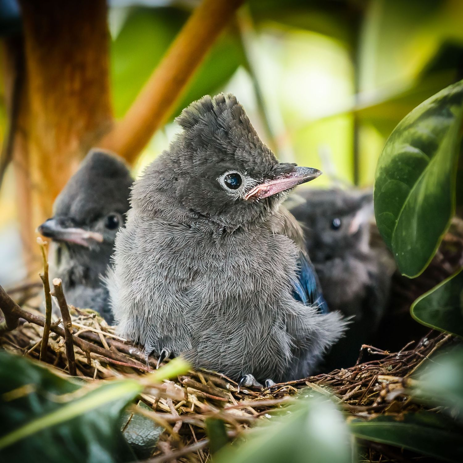 Steller's jay