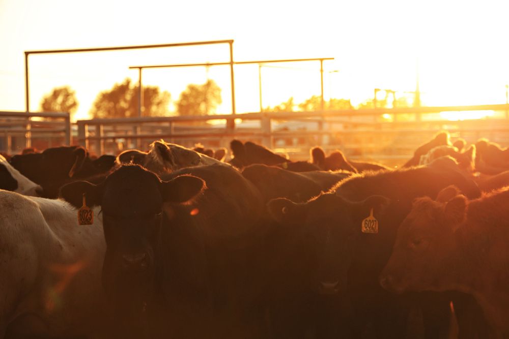 Cattle- Ranch Rodeo