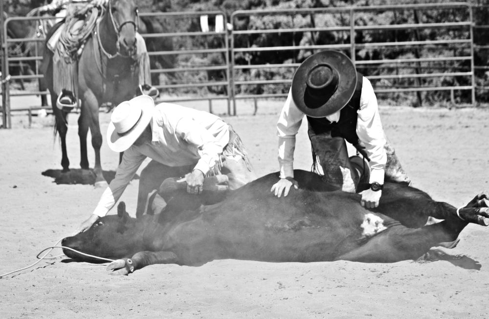 Ranch Roping Photo