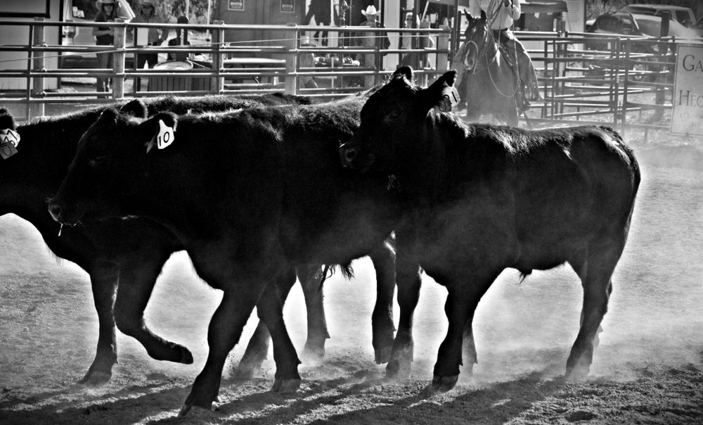 Ranch Rodeo Photo