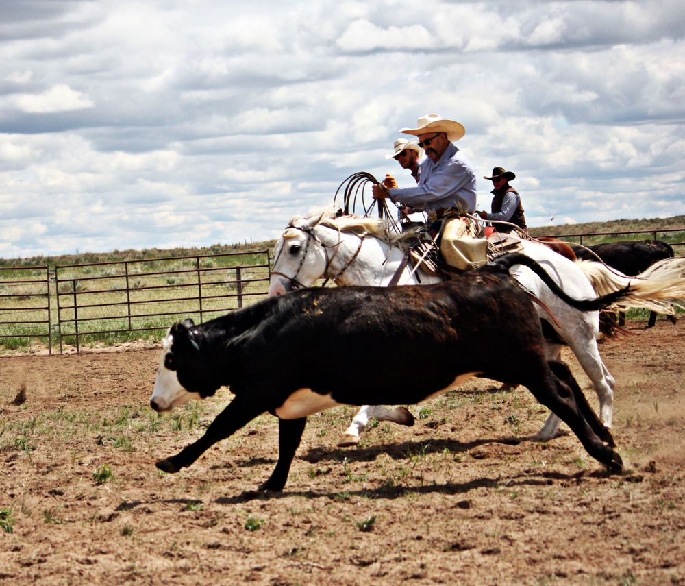 Ranch Roping Photo