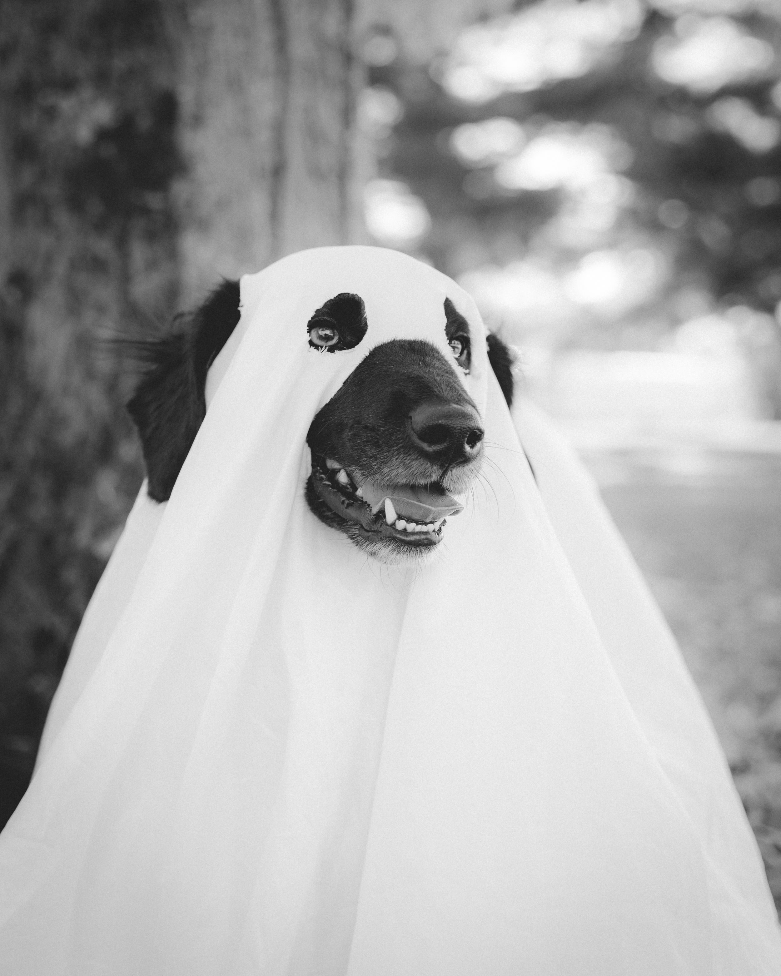 dog with ghost costume
